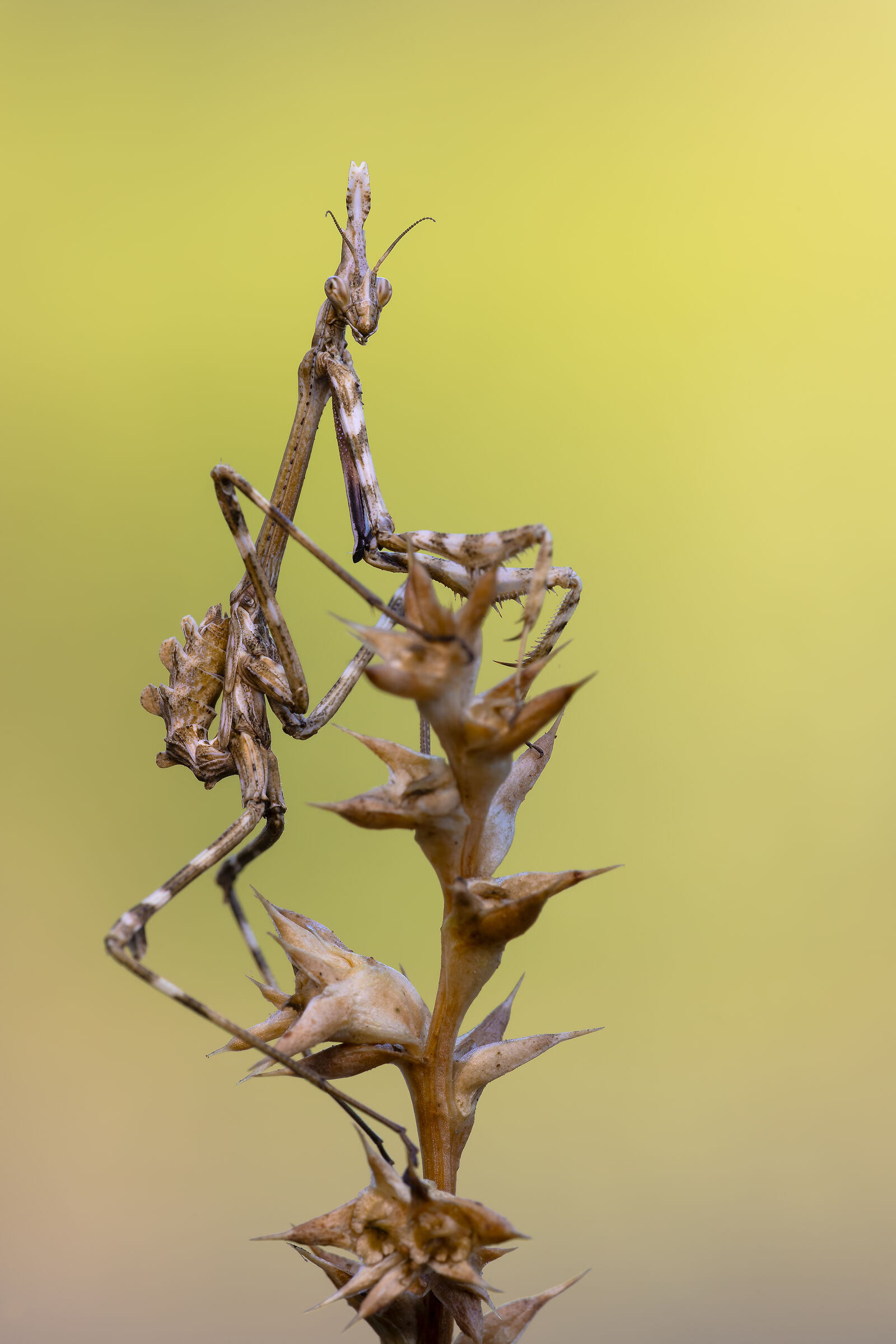 Empusa pennata