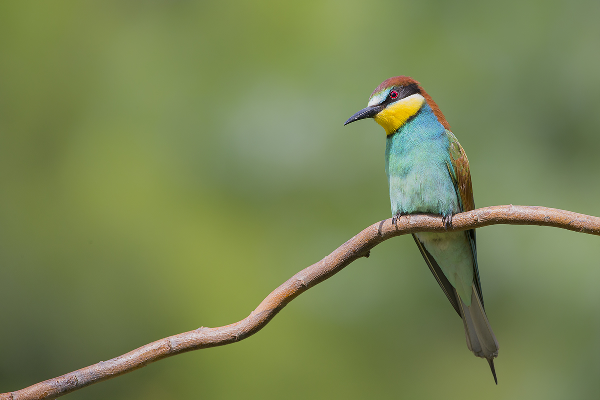 il gruccione solitario..
