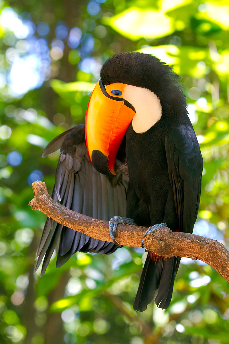 Toco Toucan (Ramphastos Toco)