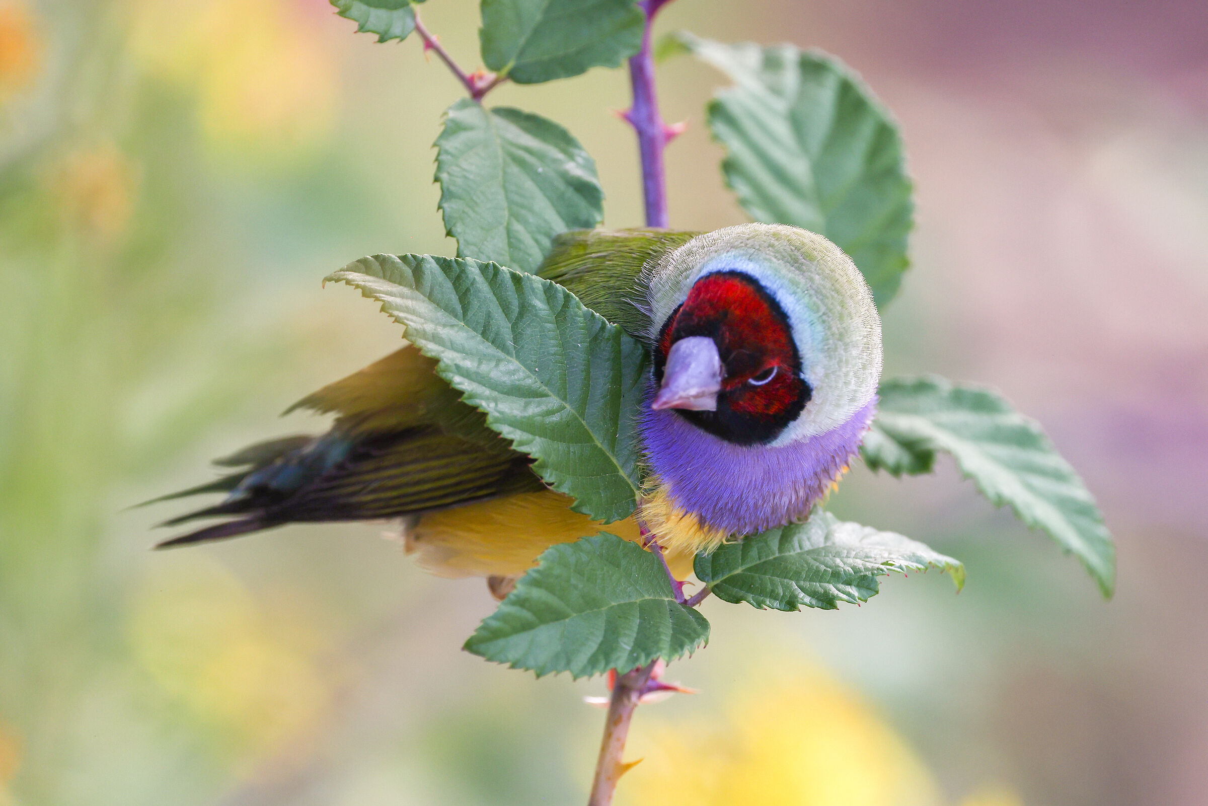 Goldfinch