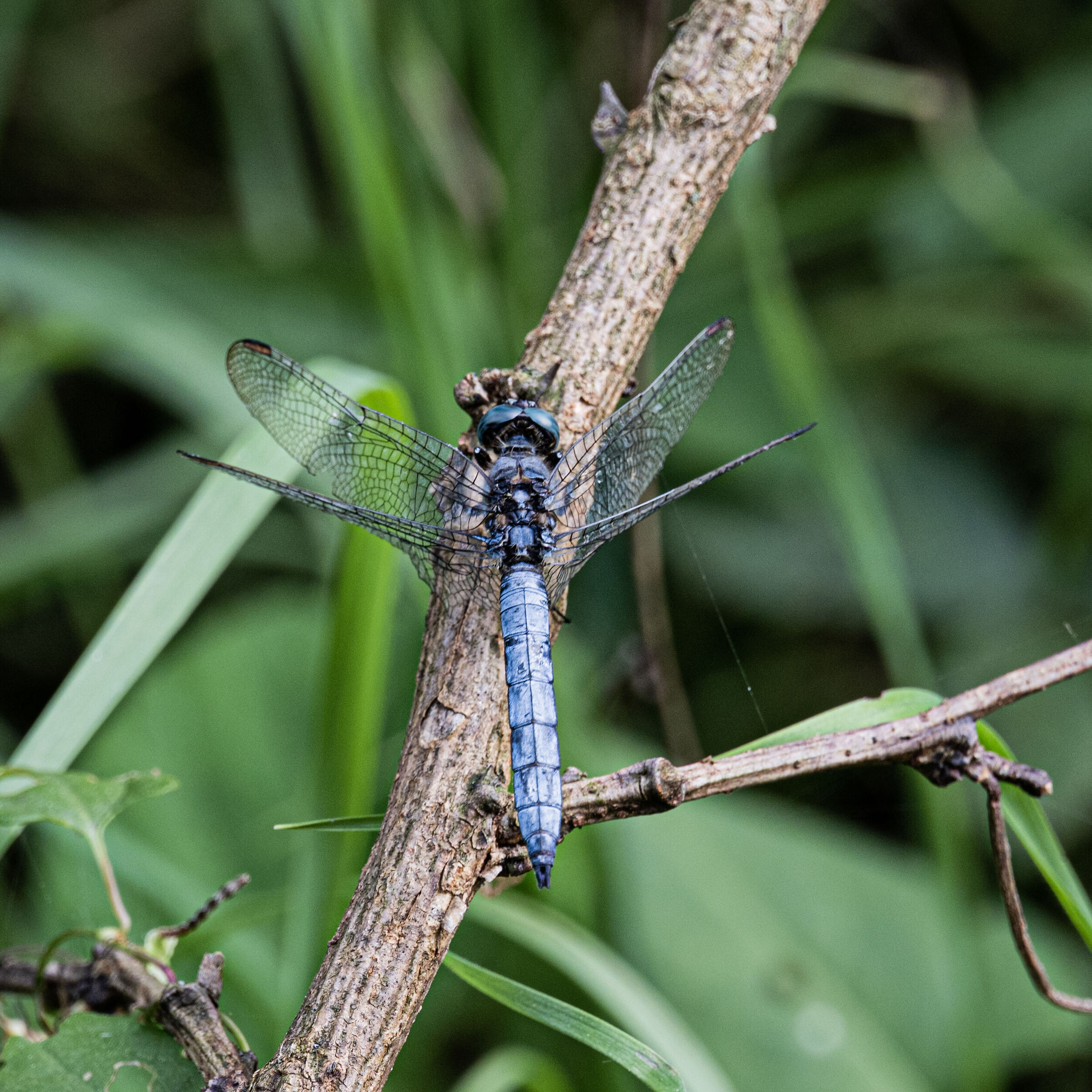 Libellula ottobrina