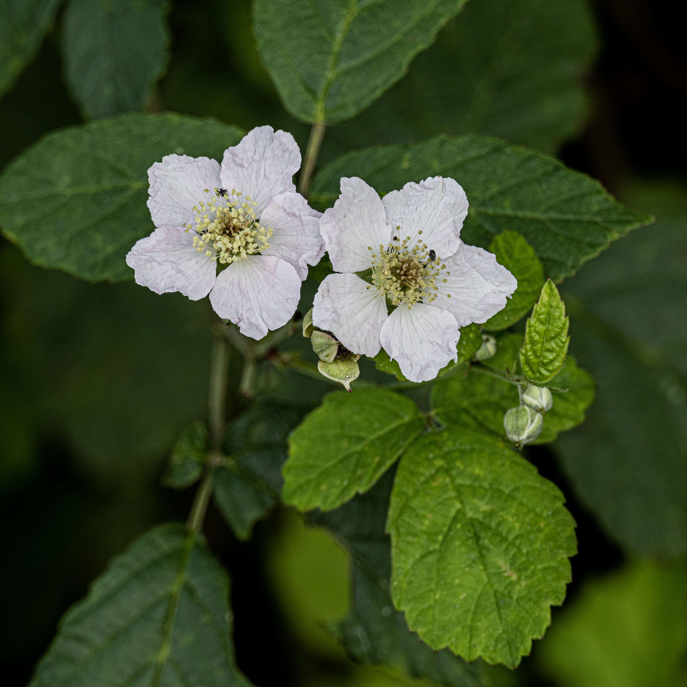 Rubus caesius - mora