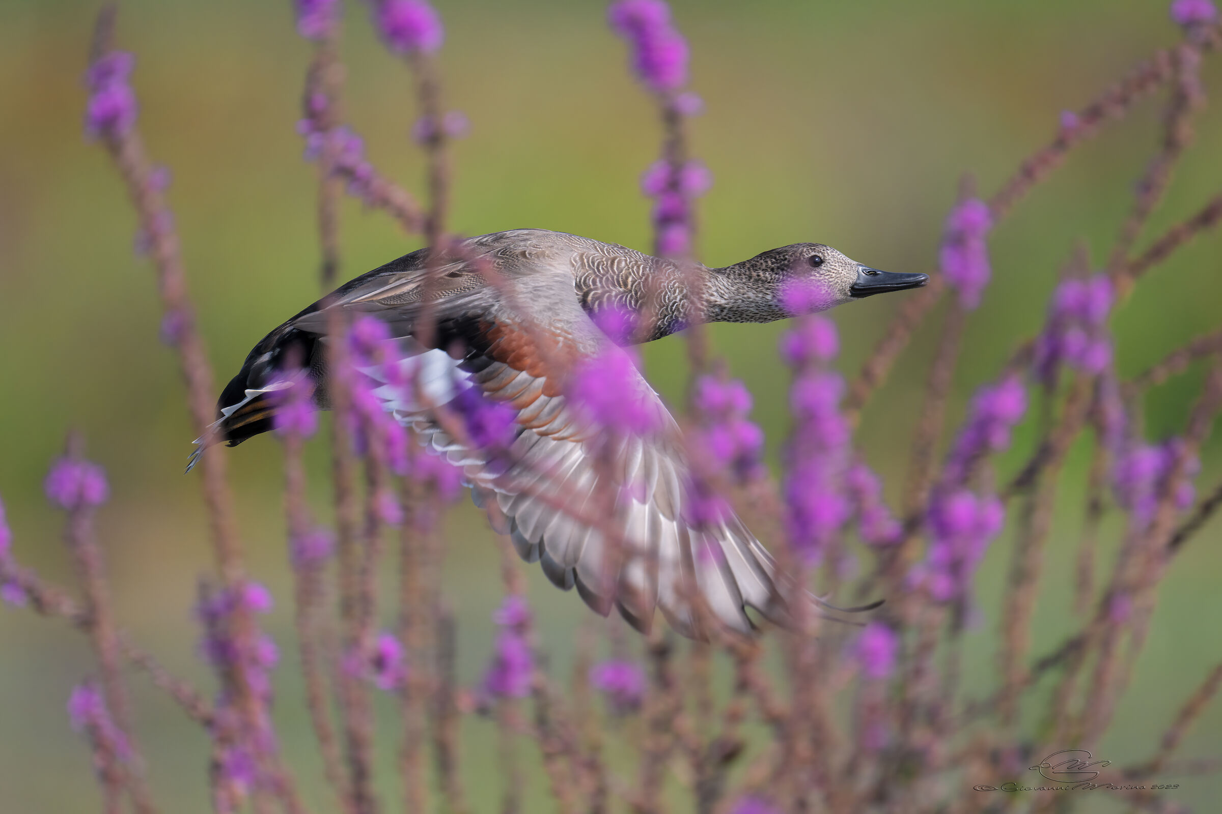 Gadwall