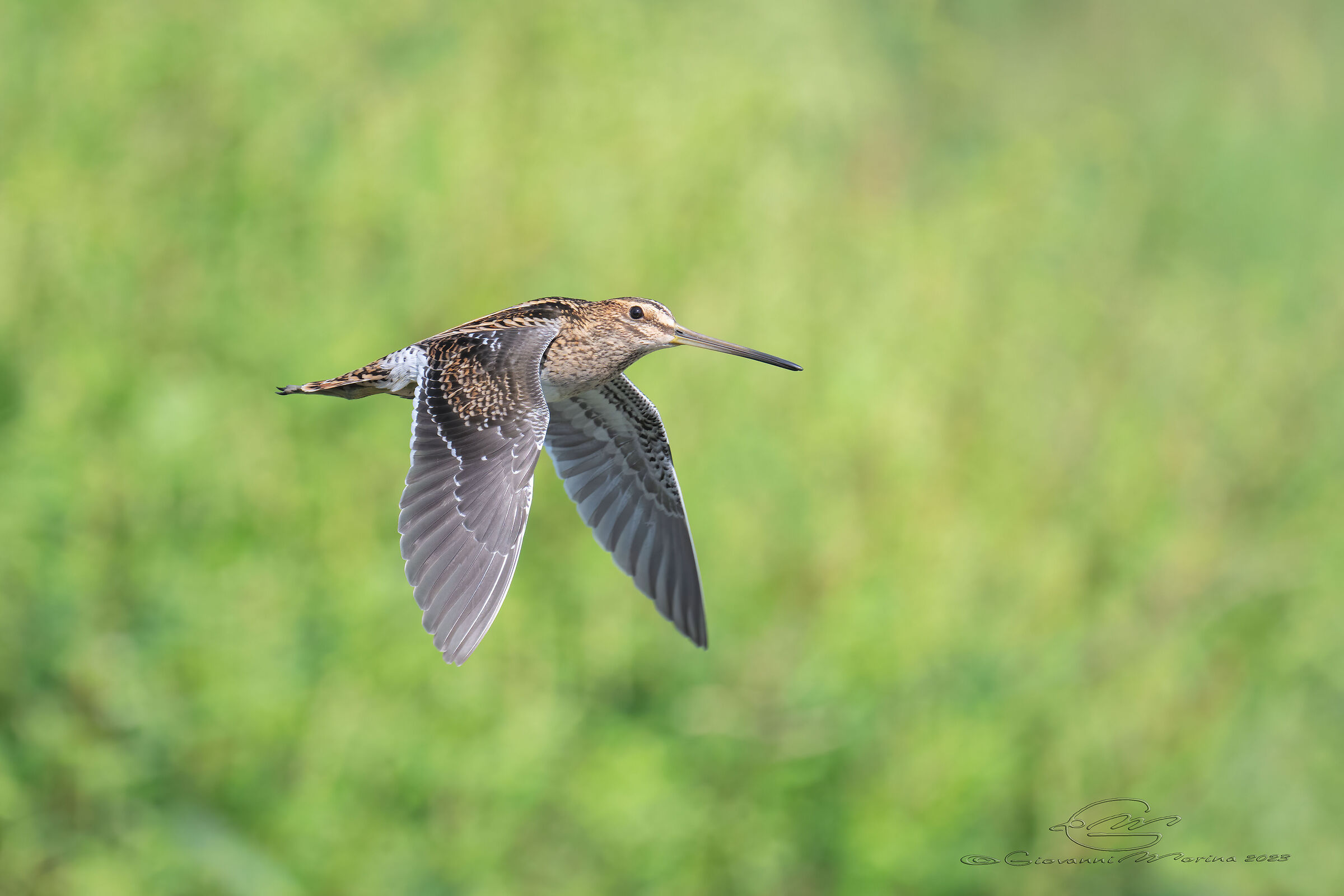 Snipe
