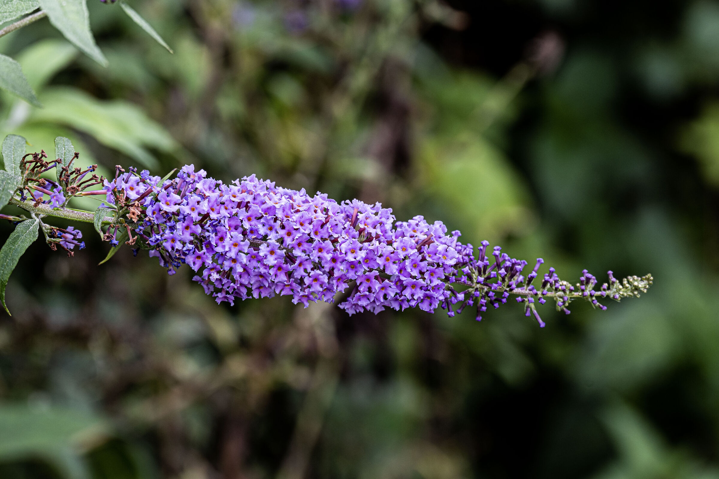Buddleja
