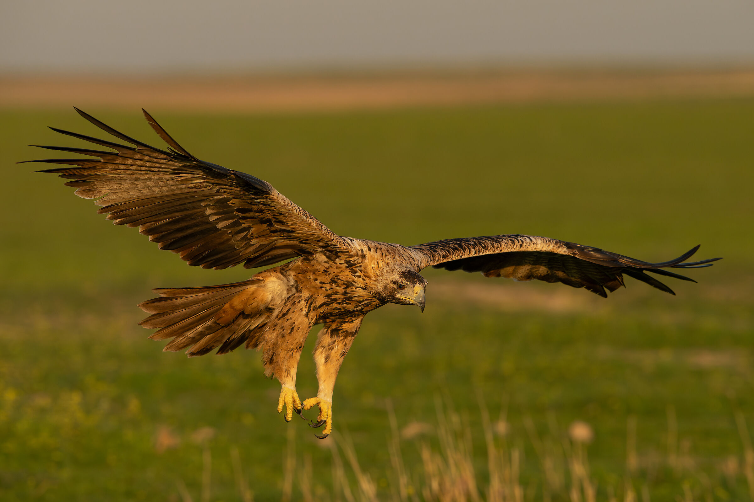 Young Iberian imperial eagle