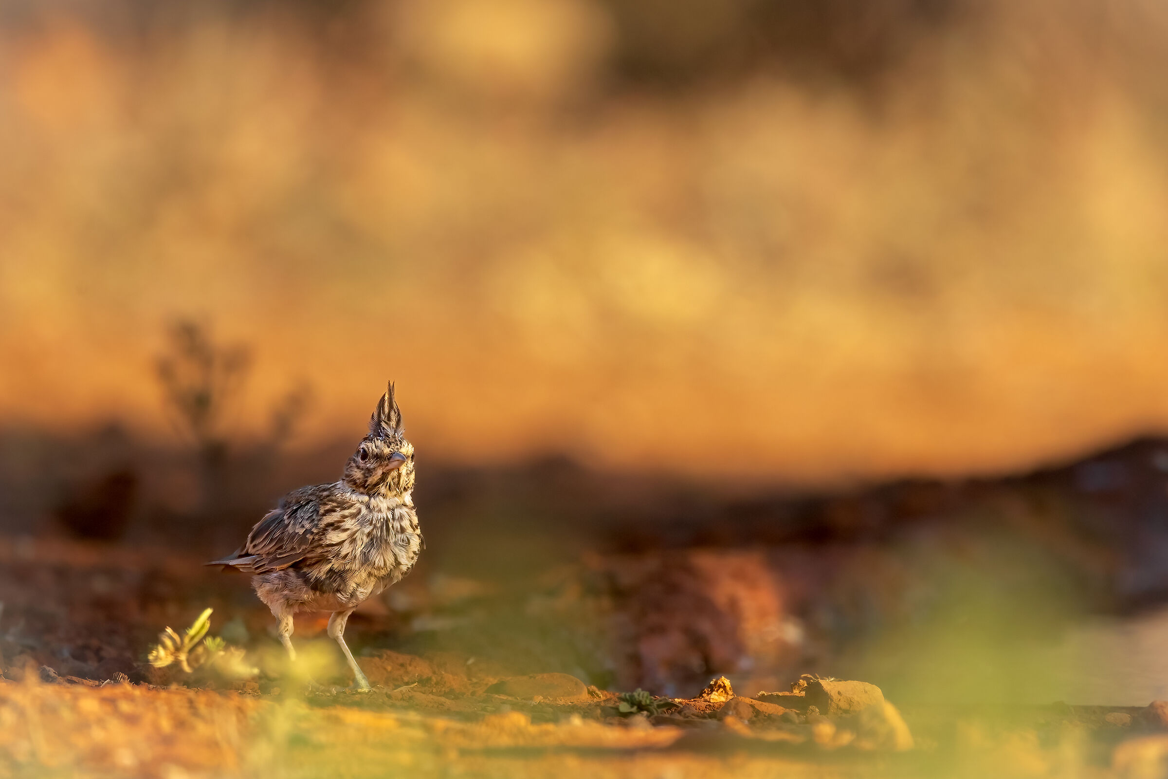 Crested lark