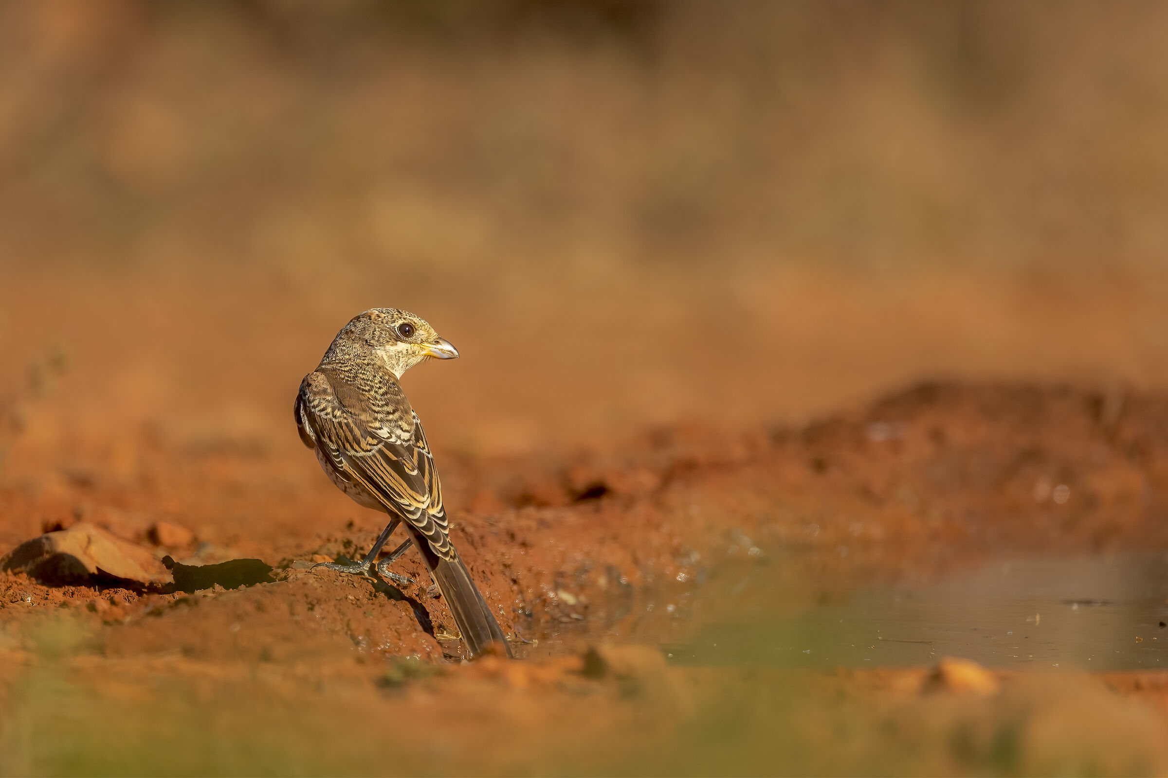 Red-backed shrike