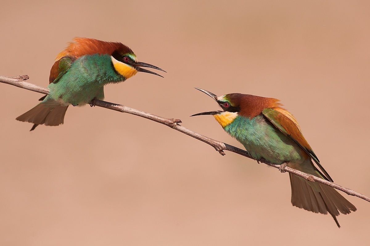 merops apiaster.....