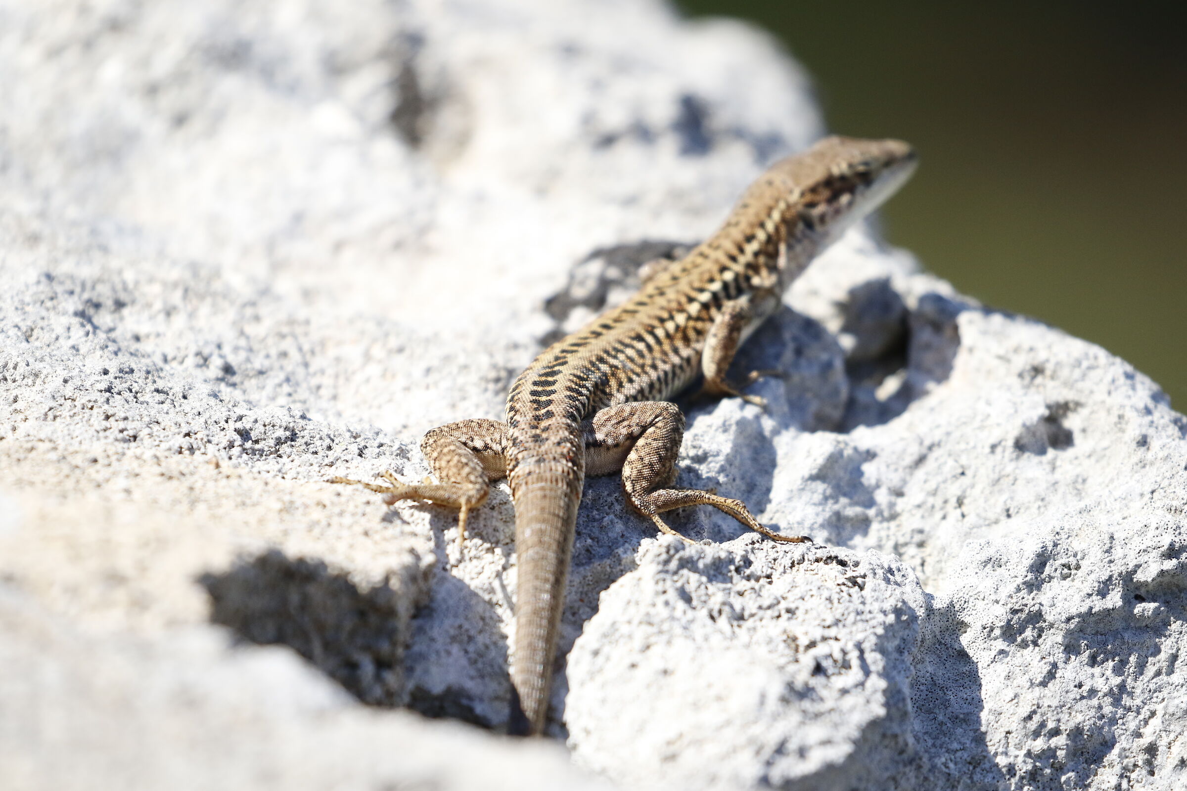 " Crop 6 Cento 40 ", Canon 100- 400 L II, 7 D II