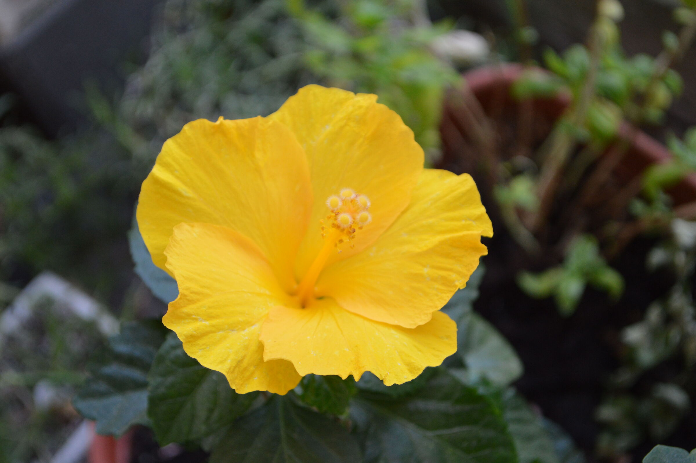 fiore giallo
