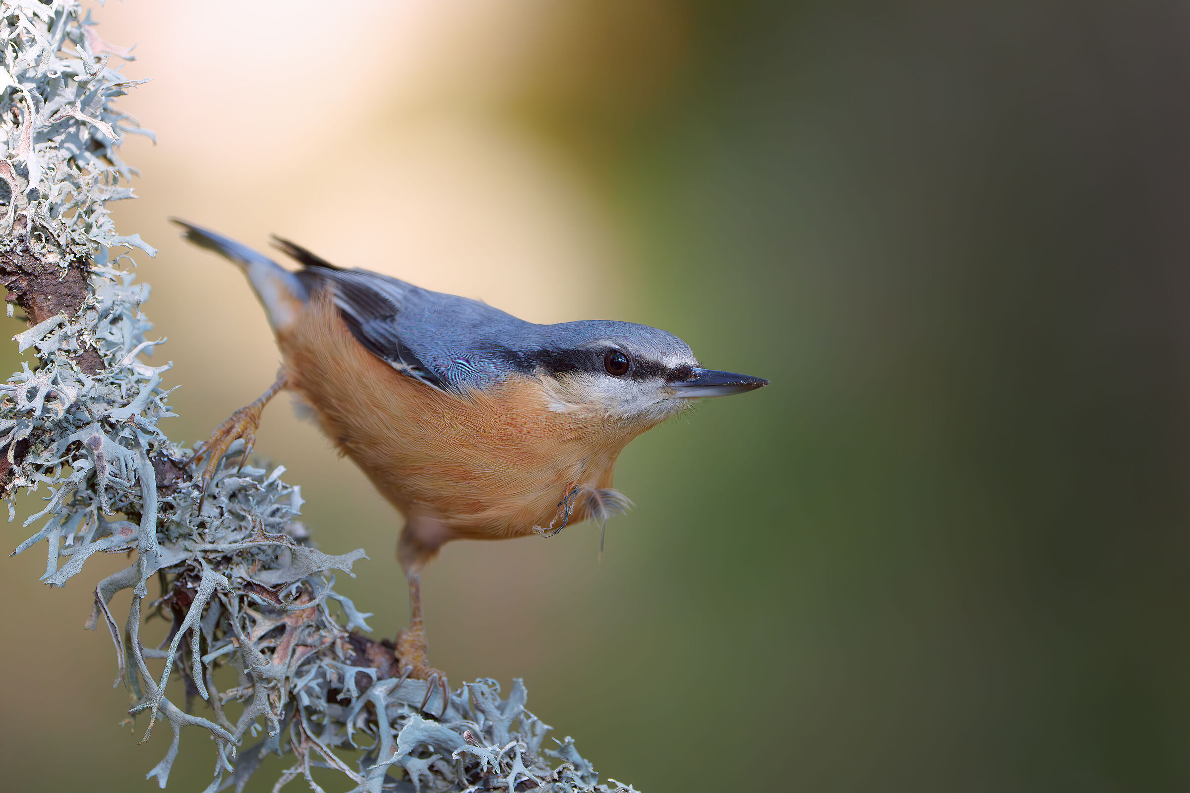Wood nuthatch