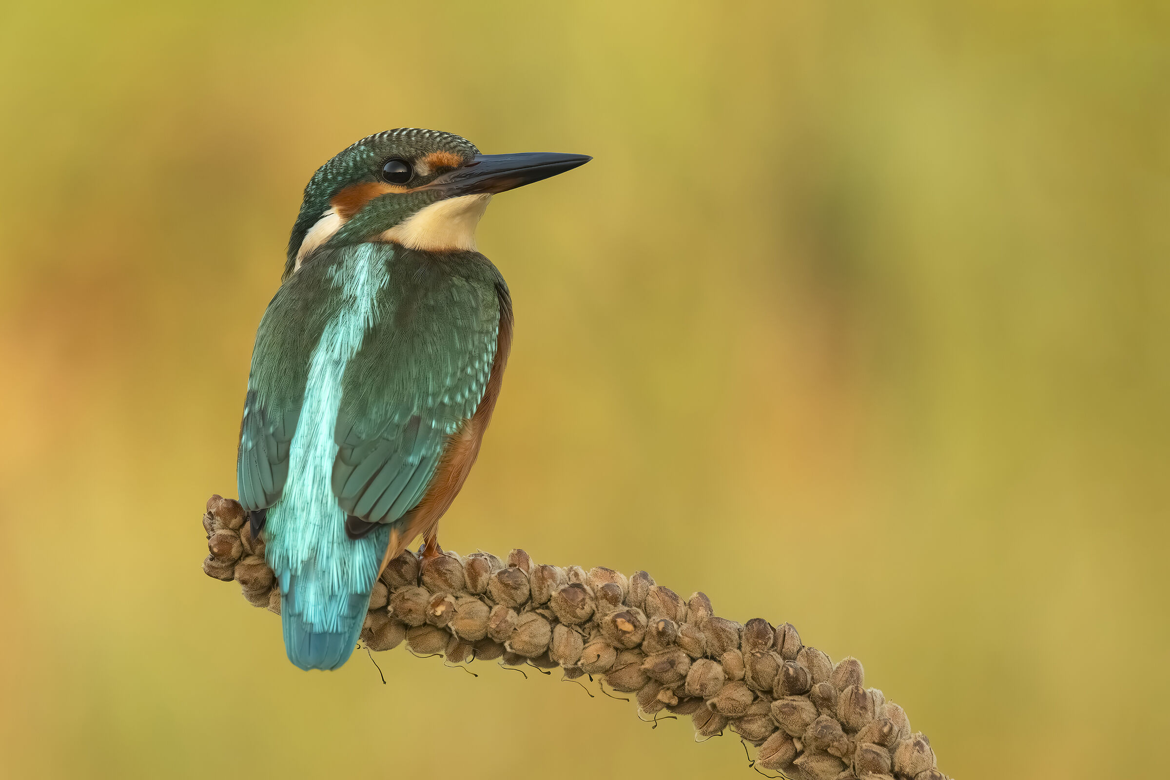 Kingfisher