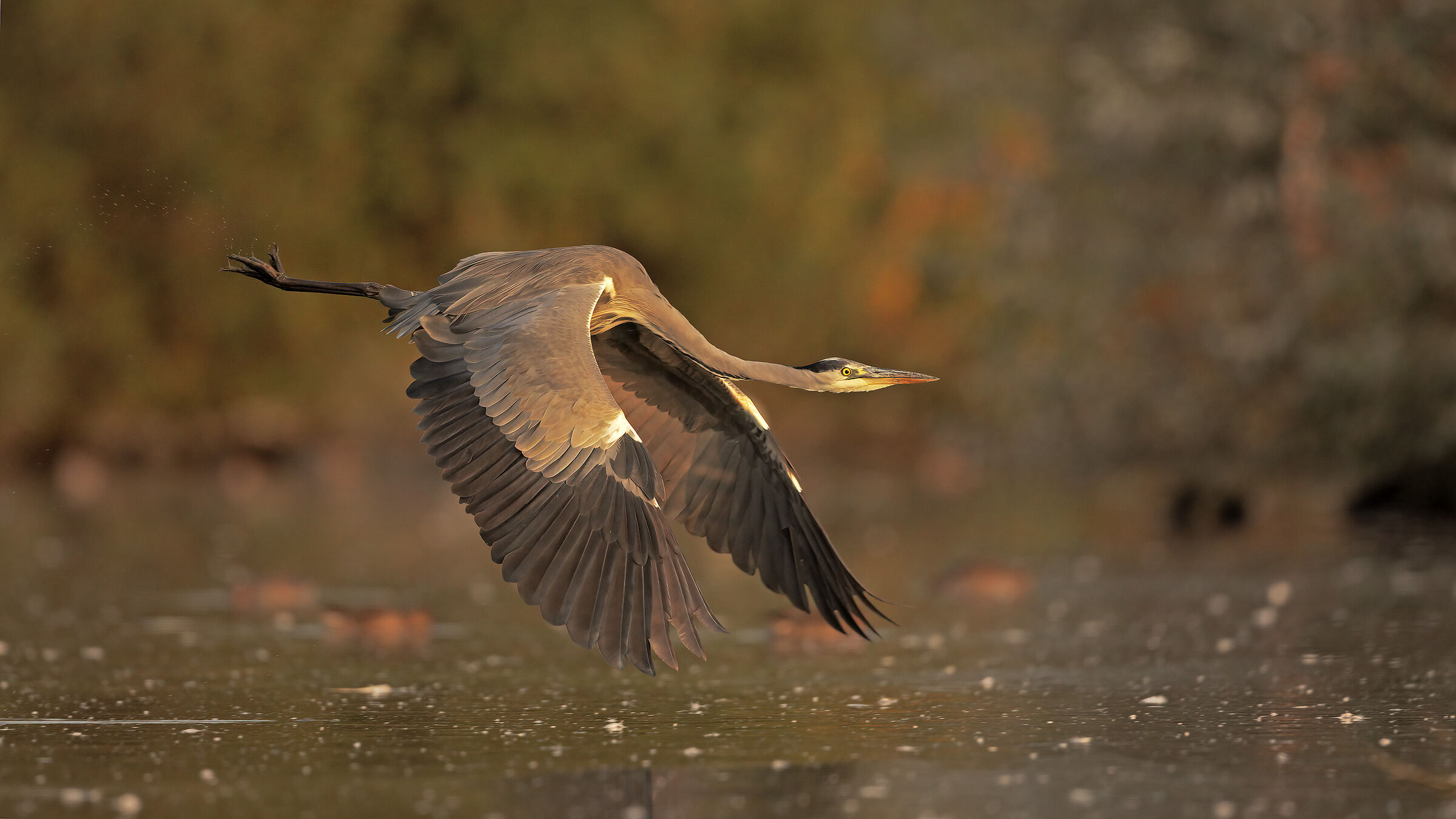 Gliding over the paddy field