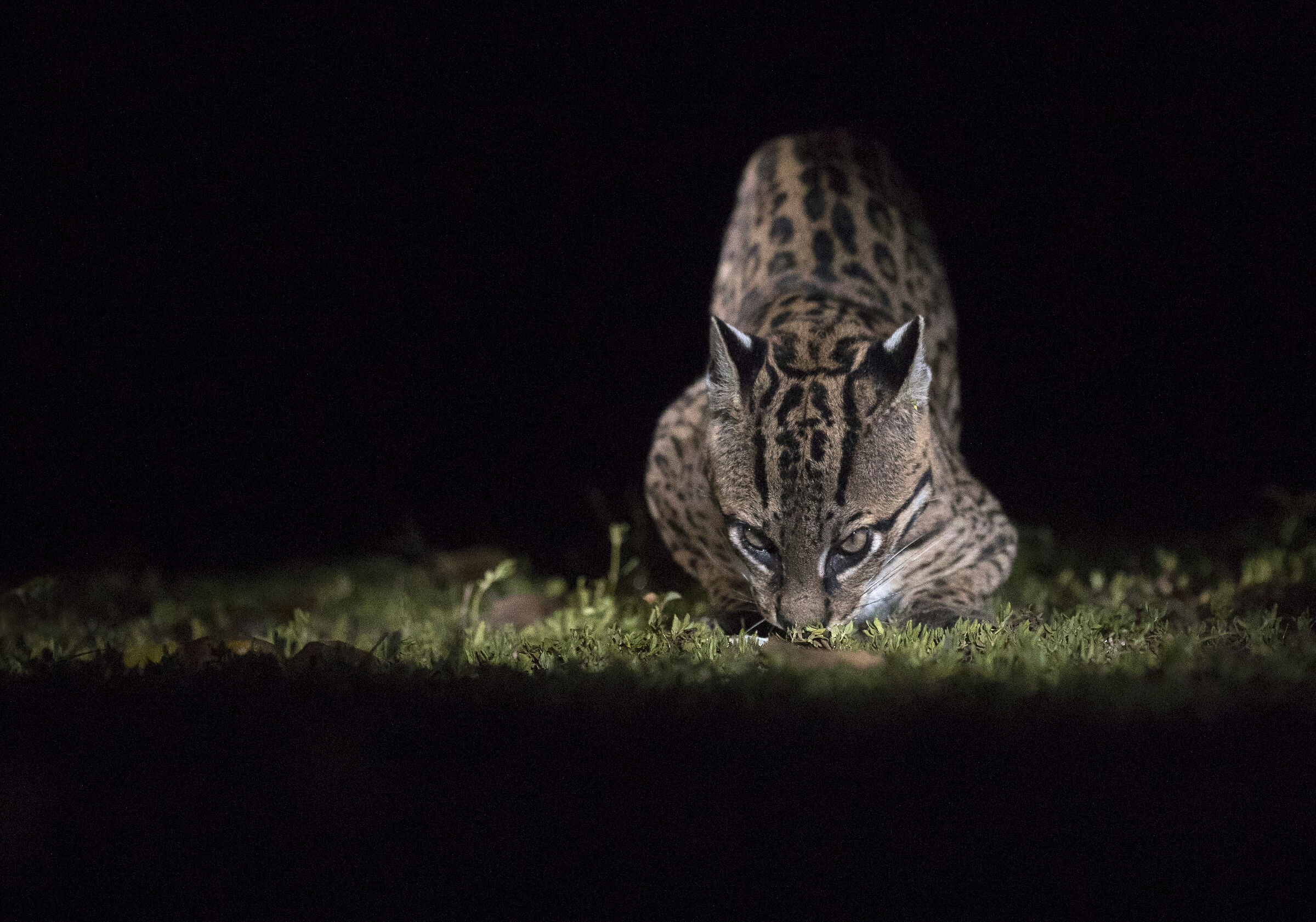 L'Ocelot