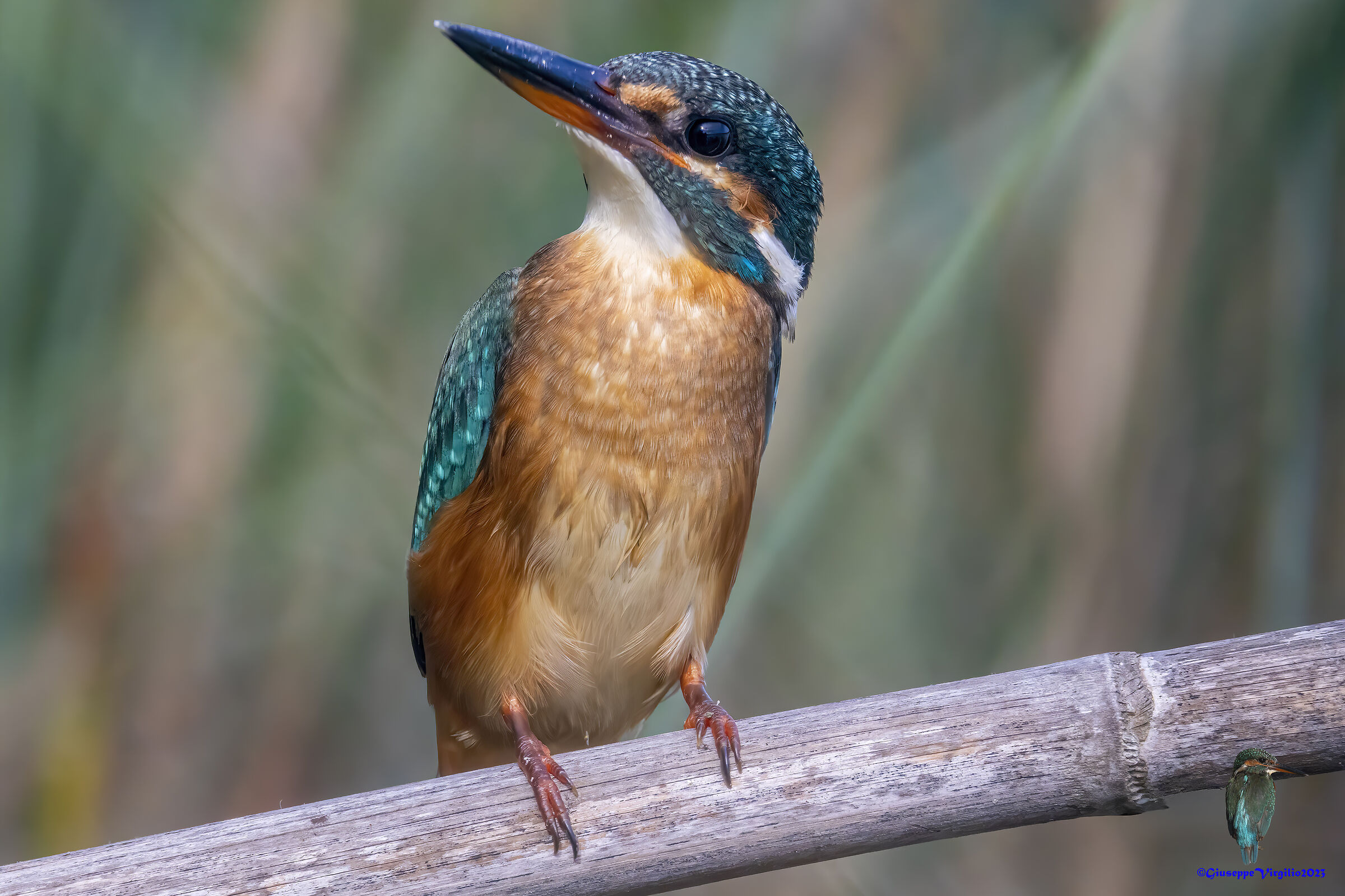 Kingfisher (Sardinia) 2023
