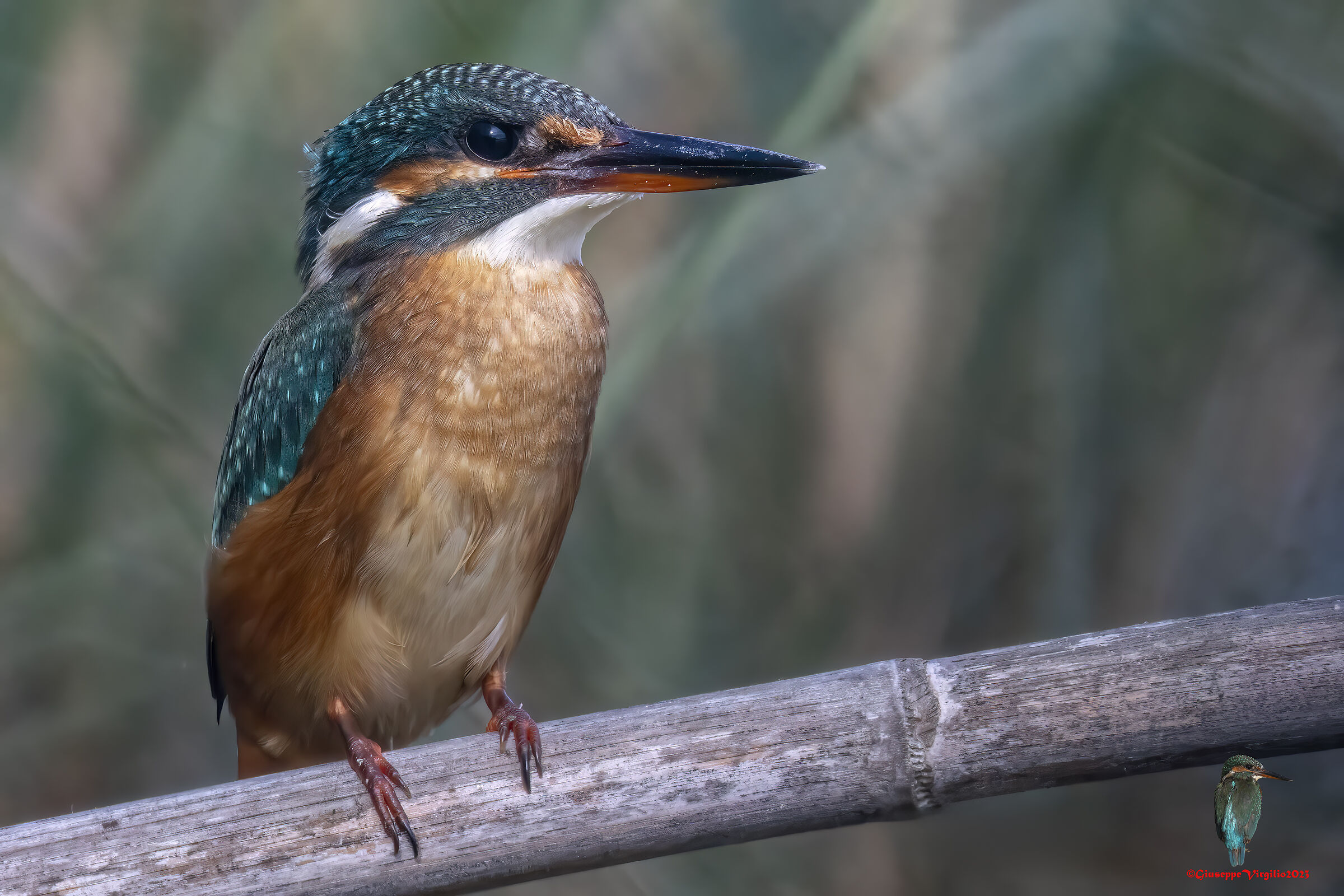 Kingfisher (Sardinia) 2023