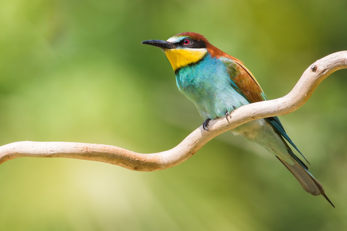 Bee Eater 2013