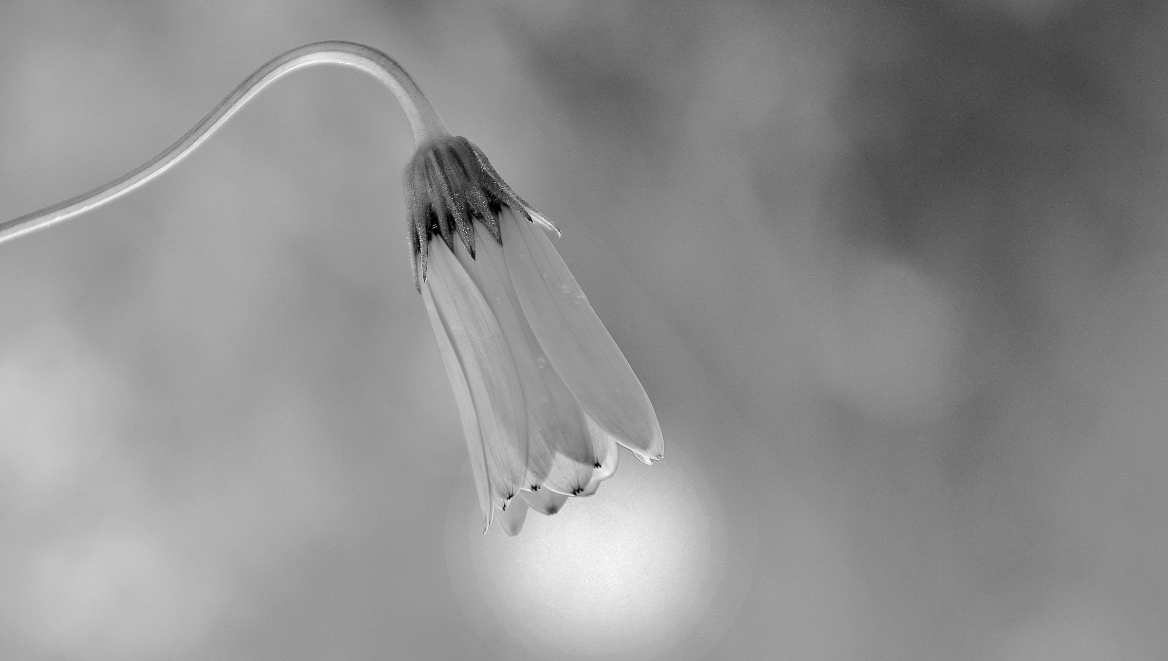 delicate light.................