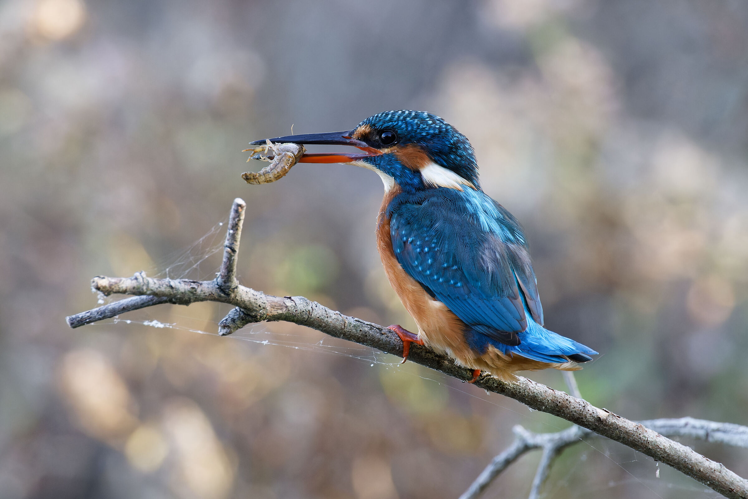 Martin pescatore femmina 1