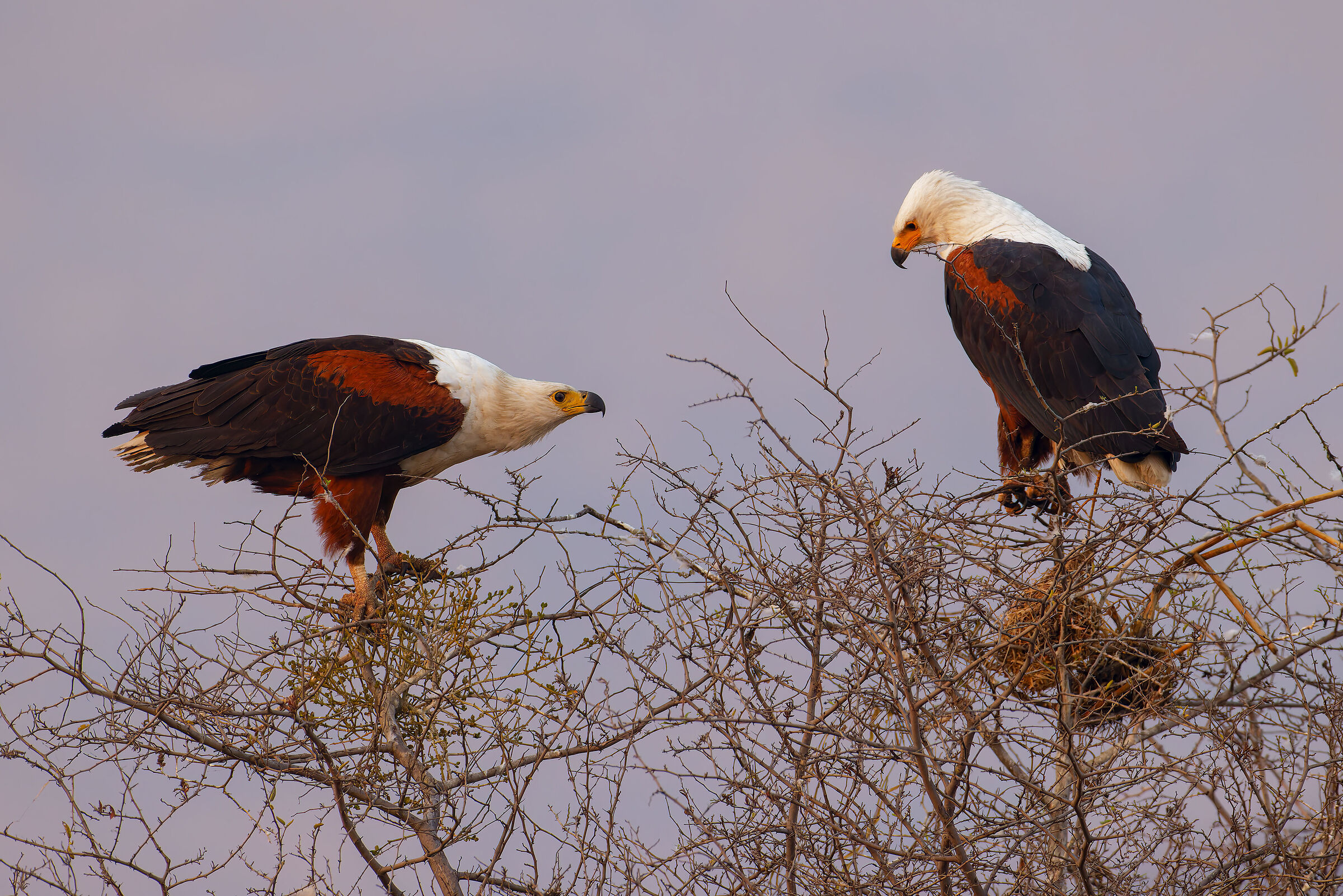 Pair of African Fish Eagle