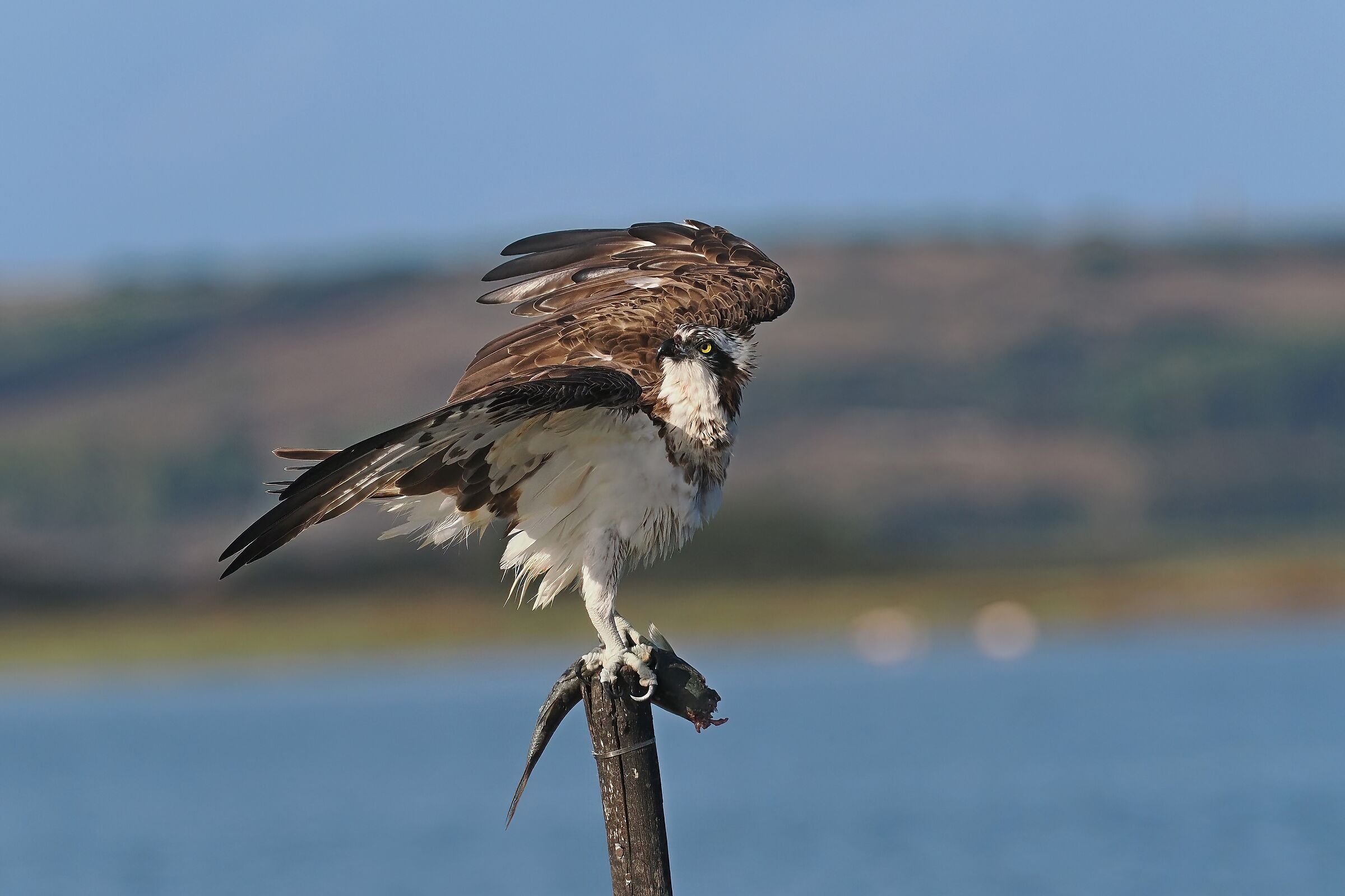osprey