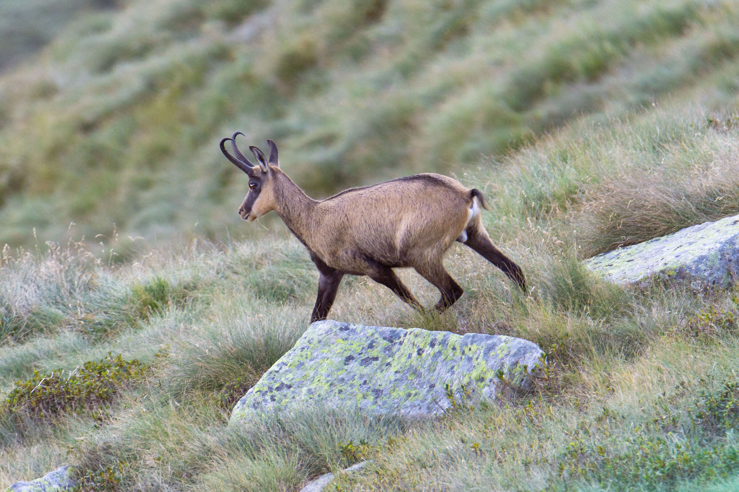 Chamois