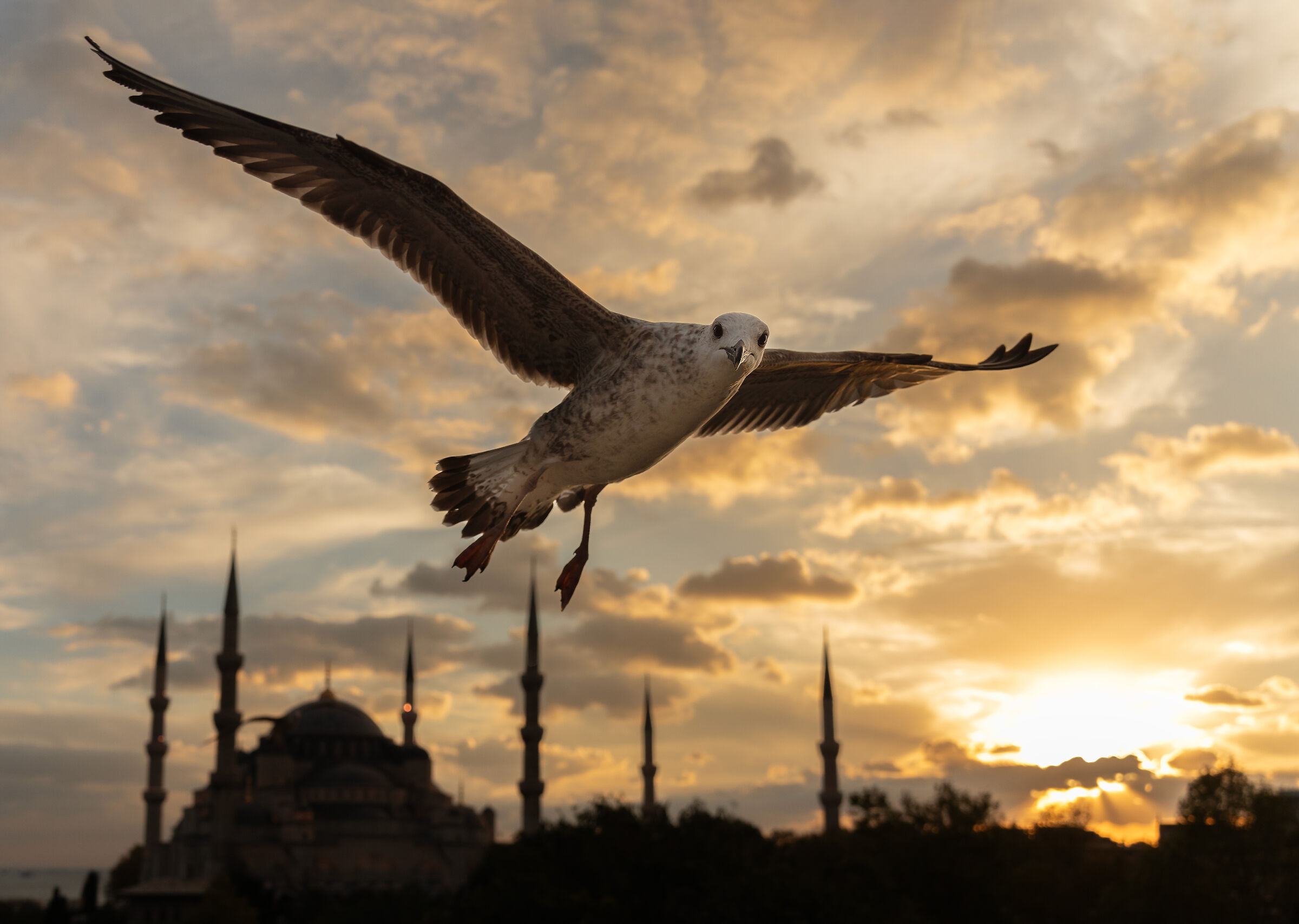 The Seagull and the Blue Mosque