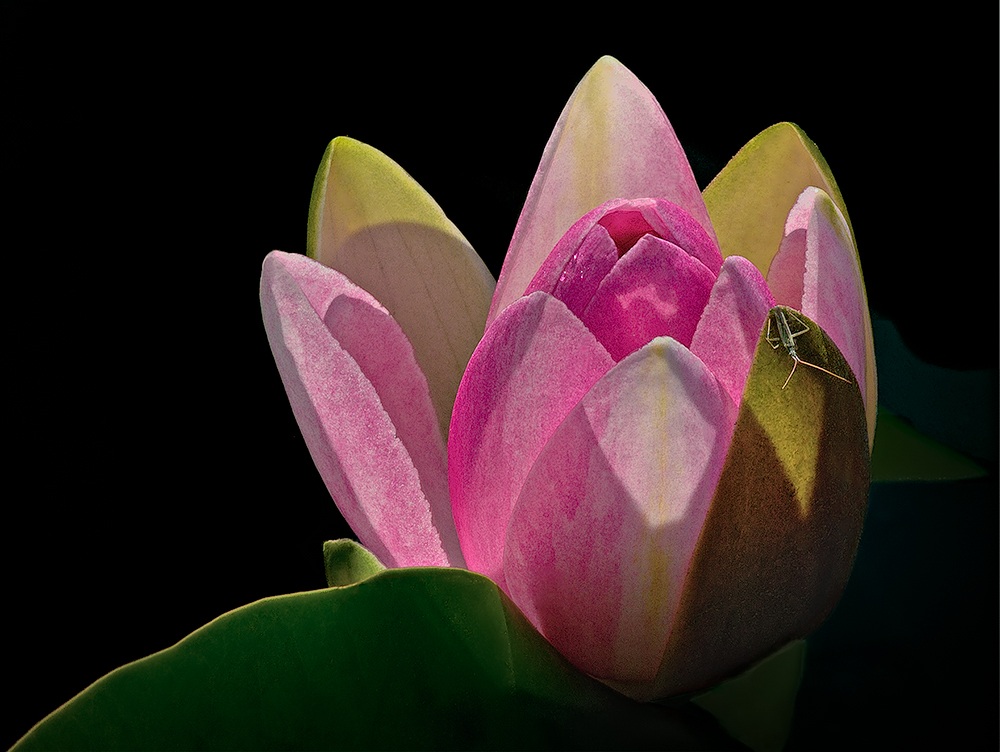 Lo stagno si sveglia all'alba