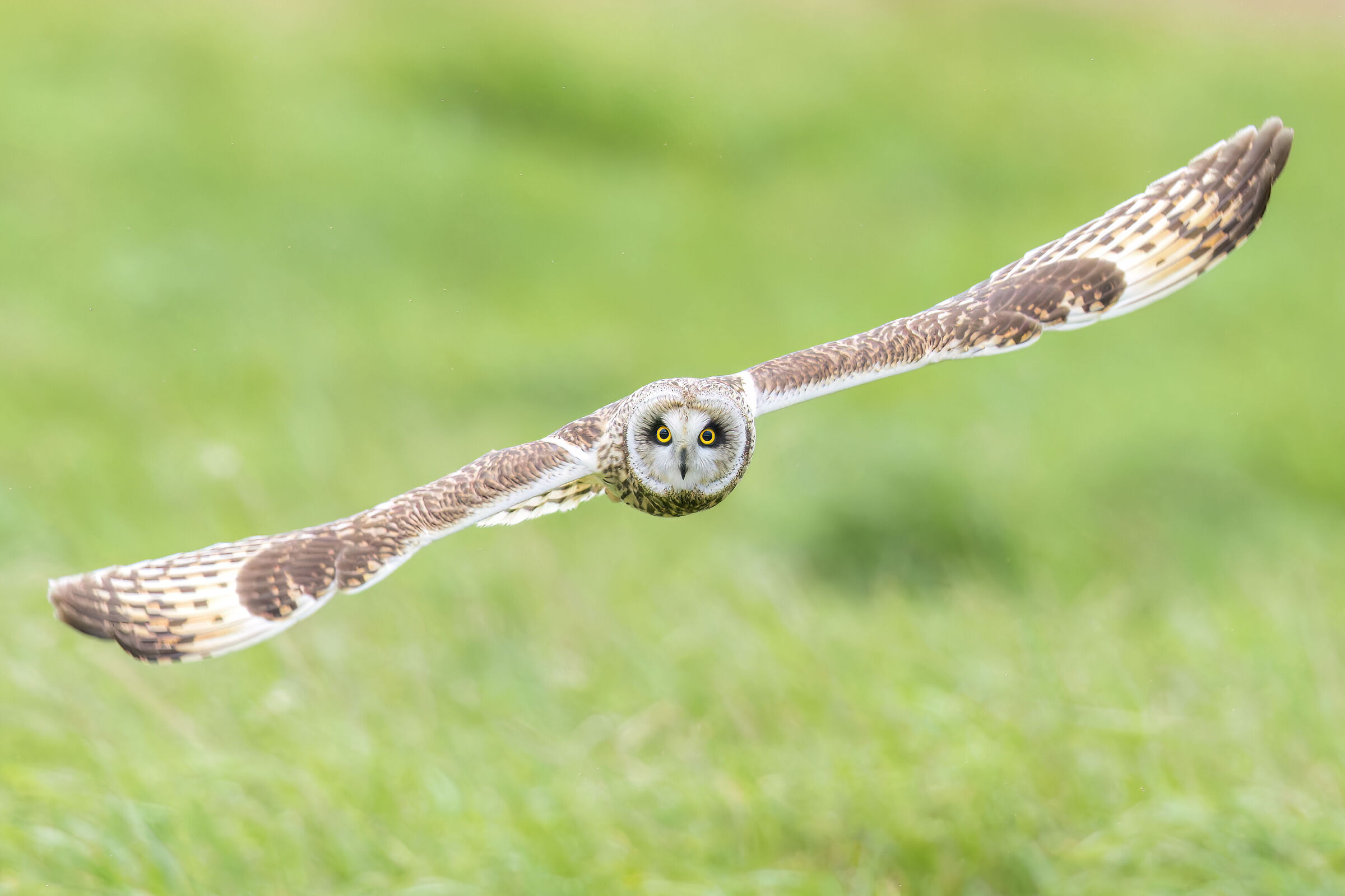 Short eared owl Asio flammeus