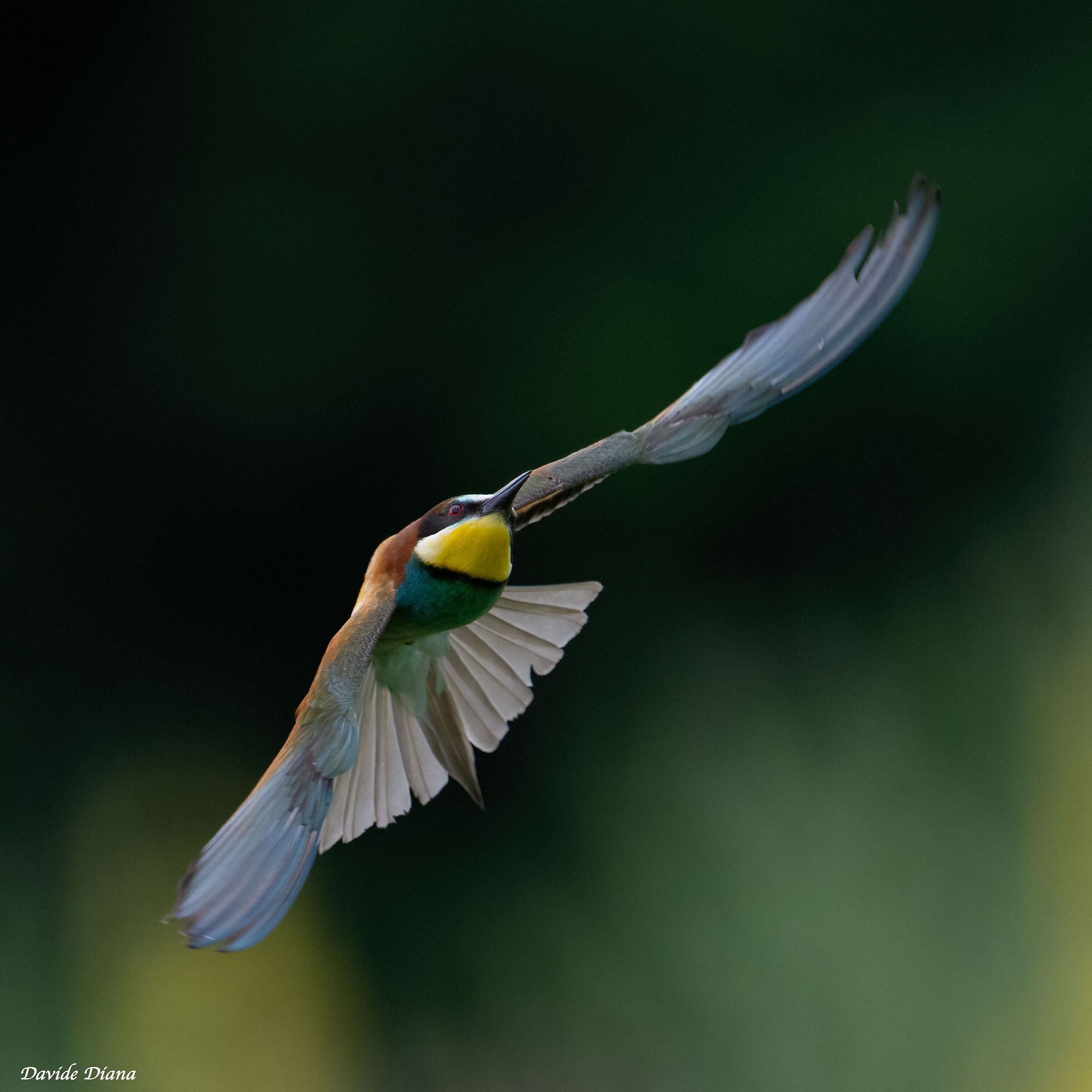 Bee-eaters