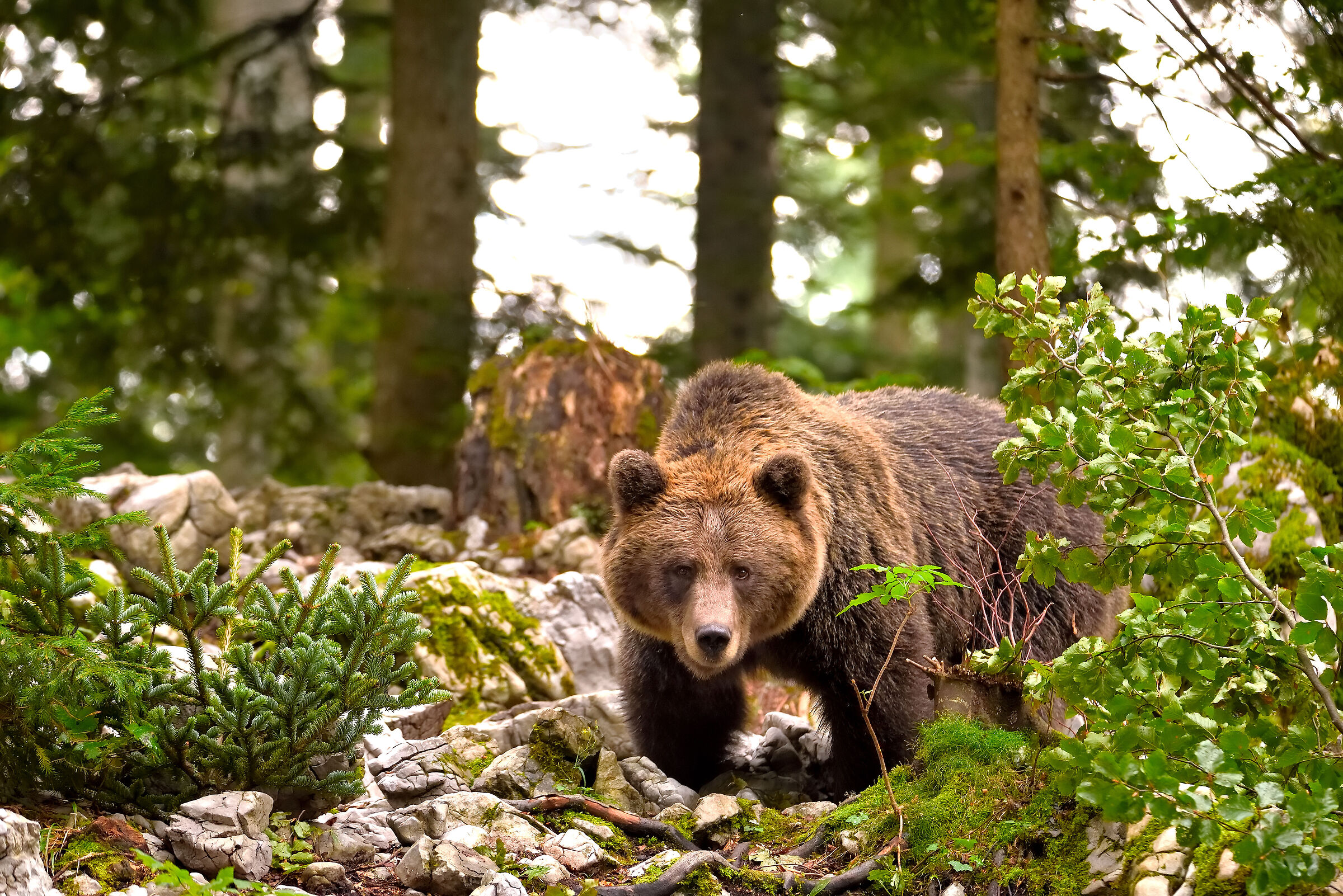 A European brown bear patrolling the area