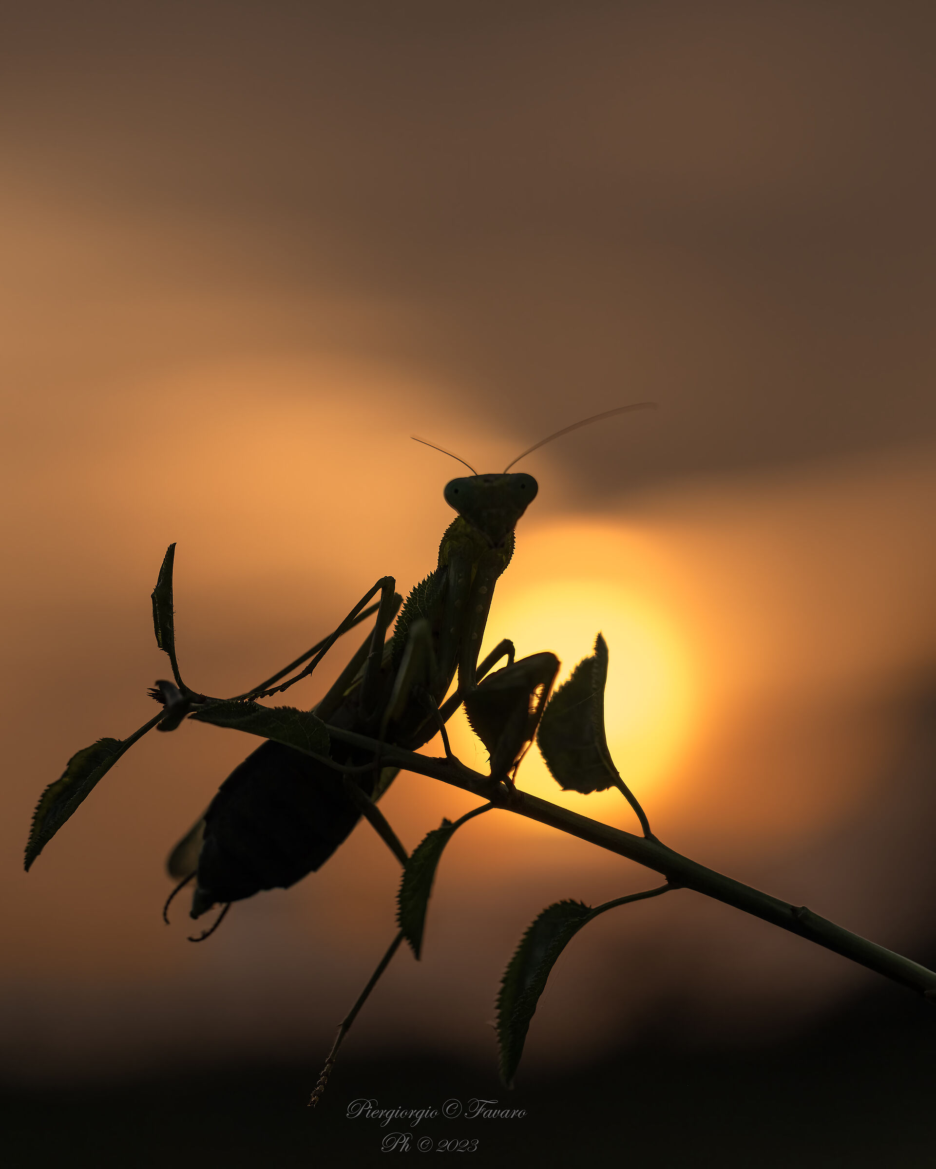 Mantide Religiosa al tramonto.