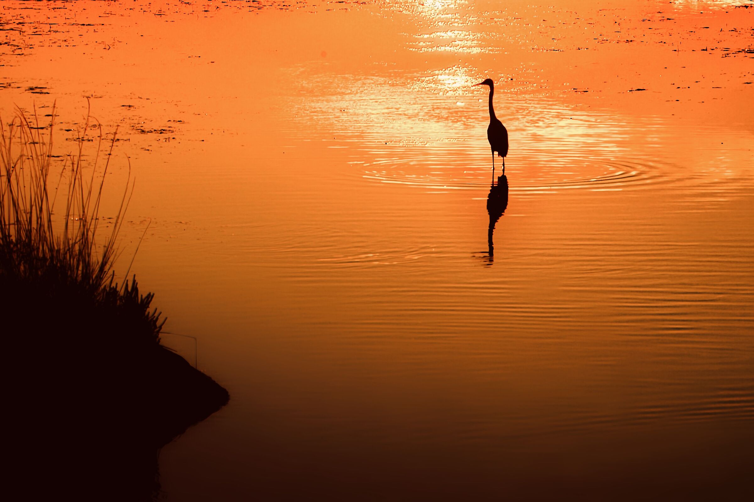 Silhouette infuocata