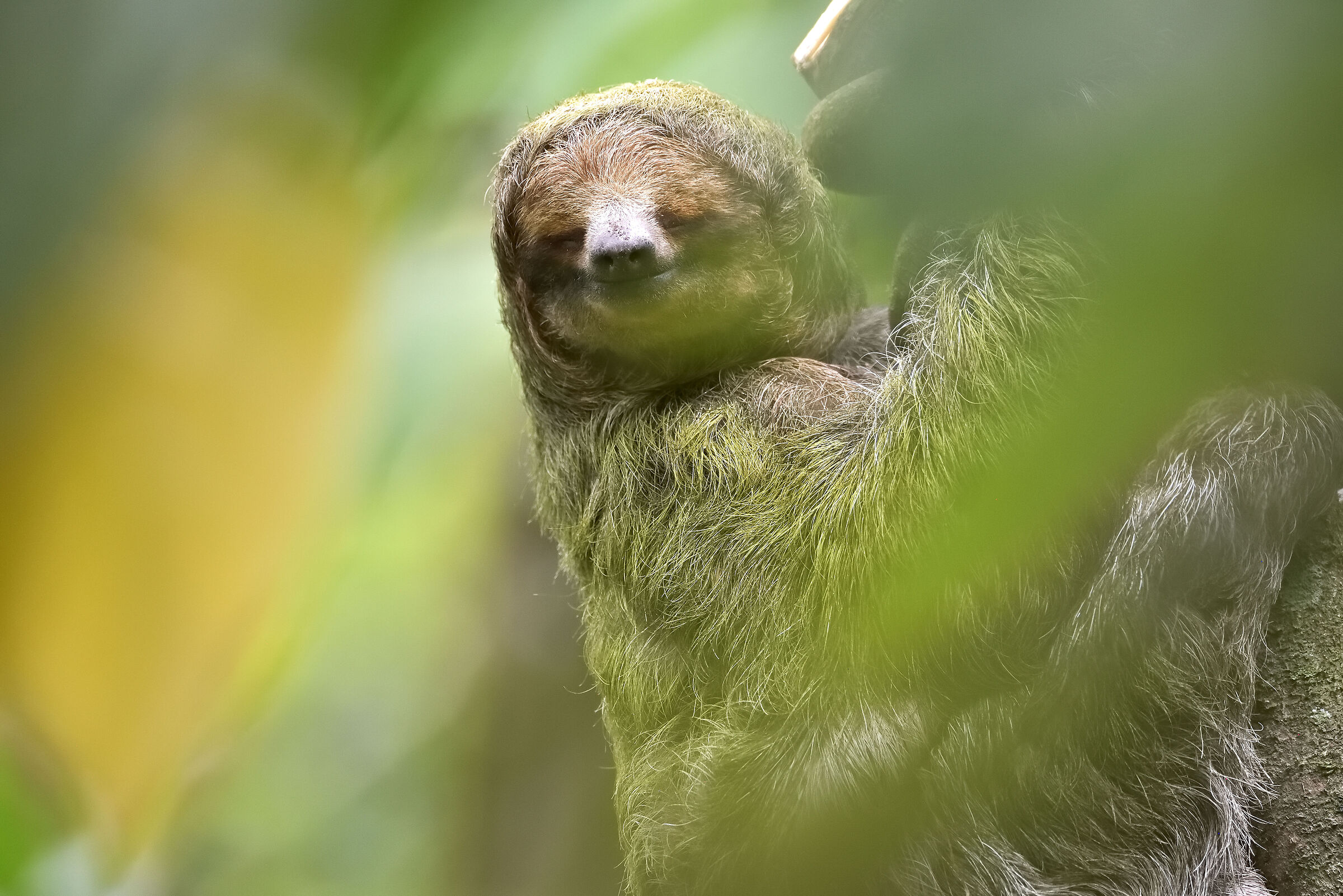 A lazy tree toed sloth rest on the tree