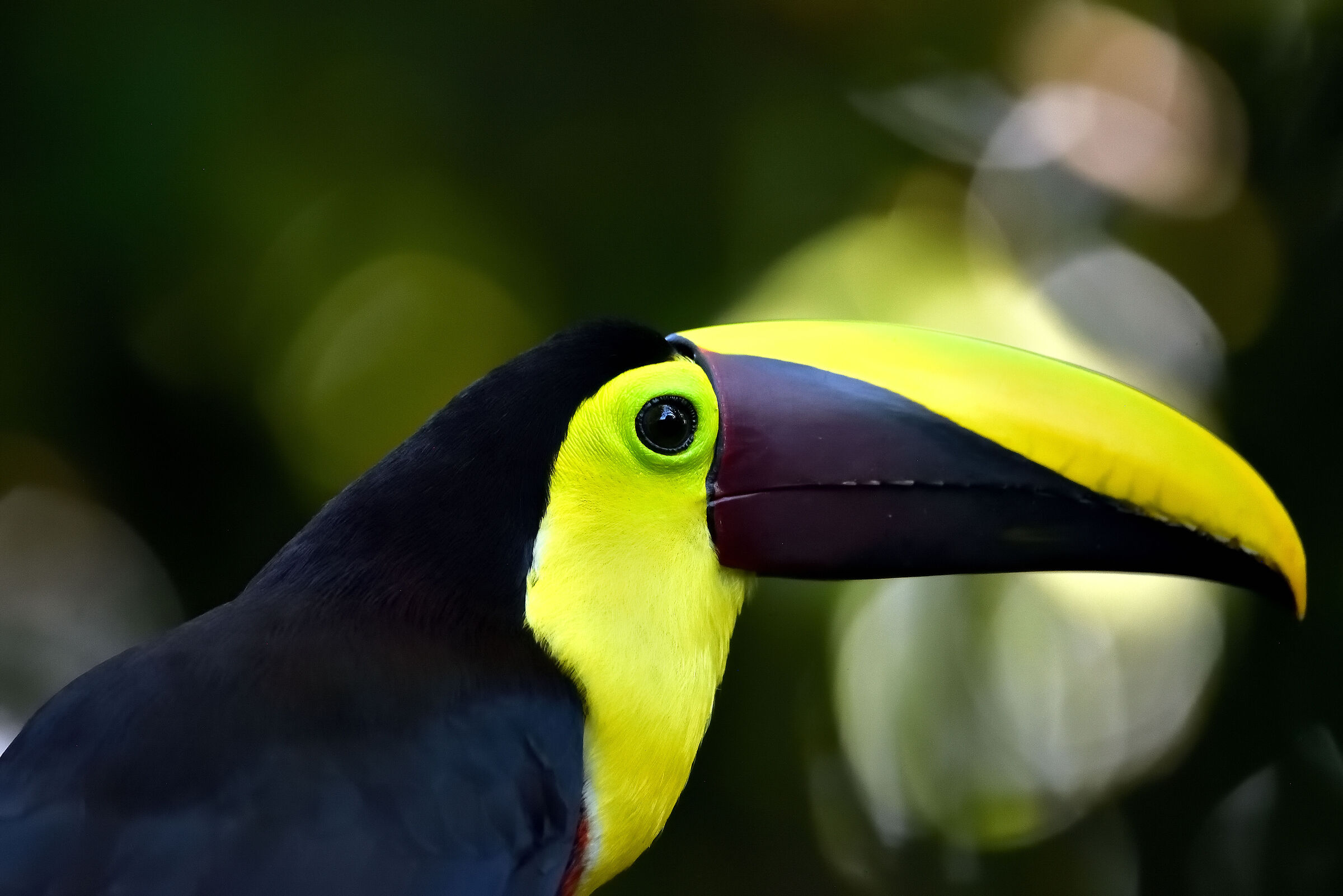 Portrait of Chestnut-mandibled Toucan