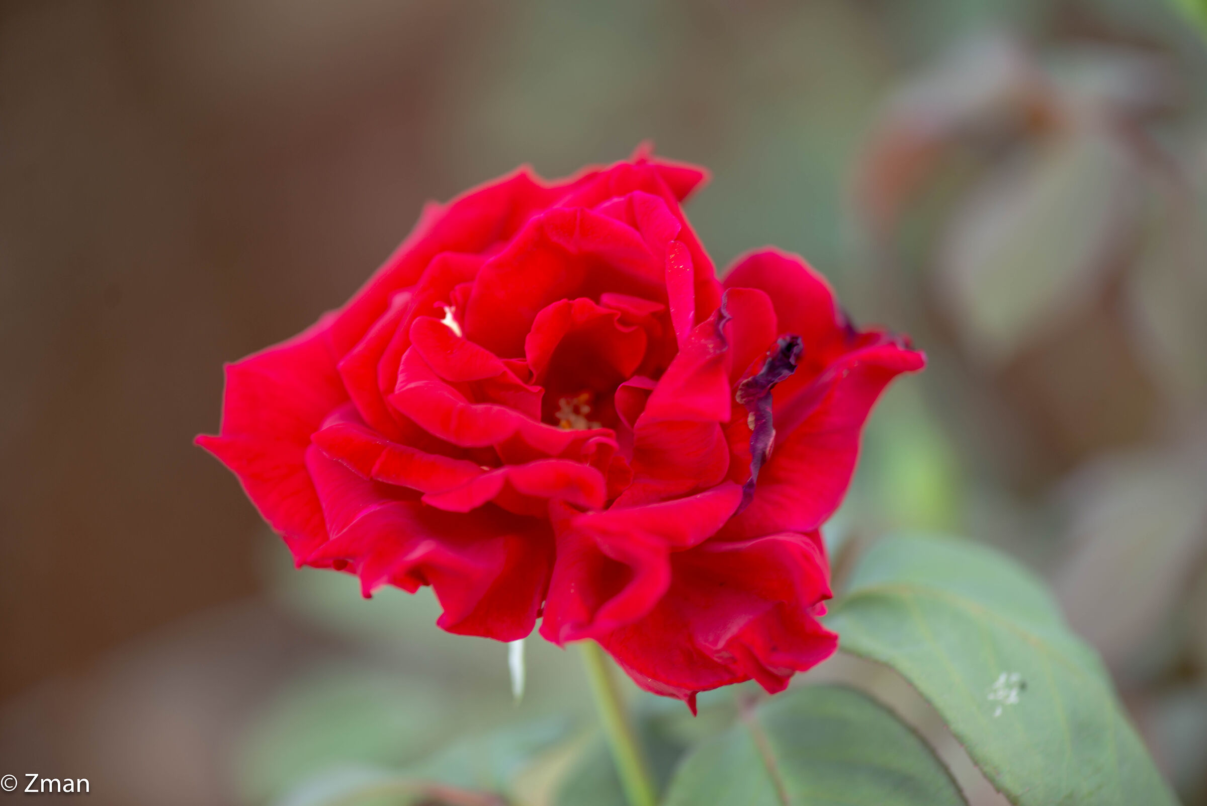 Rosa Rossa Reale