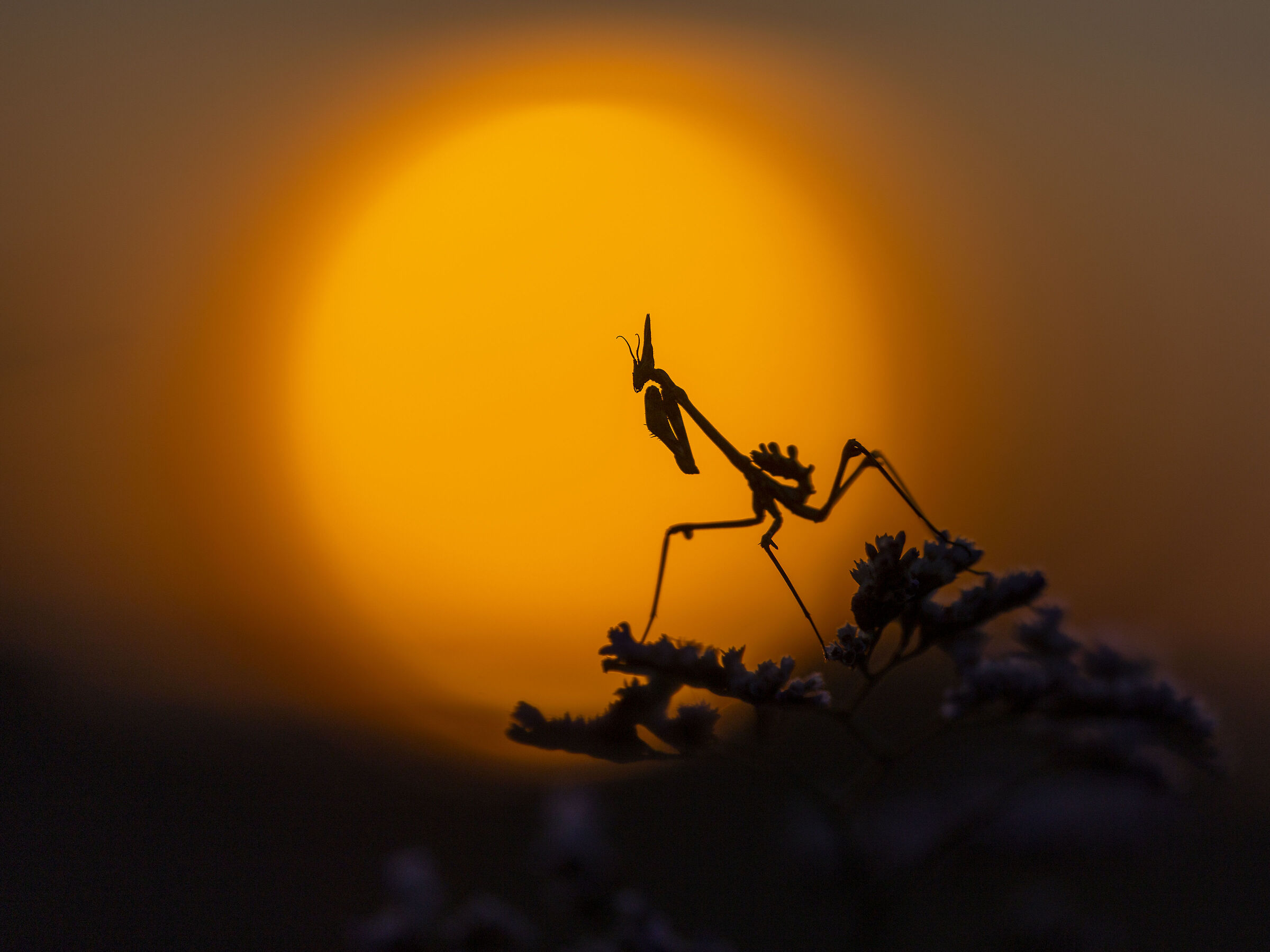 Empusa pennata al tramonto