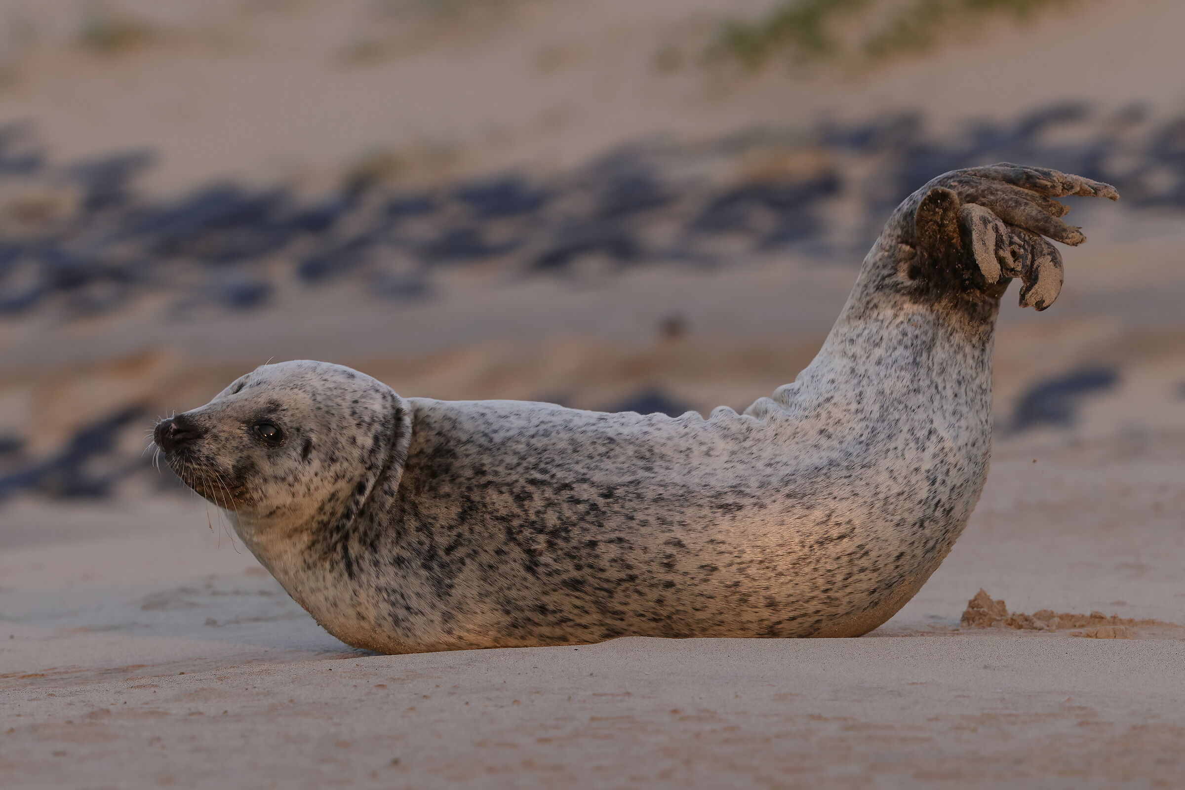 Common seal