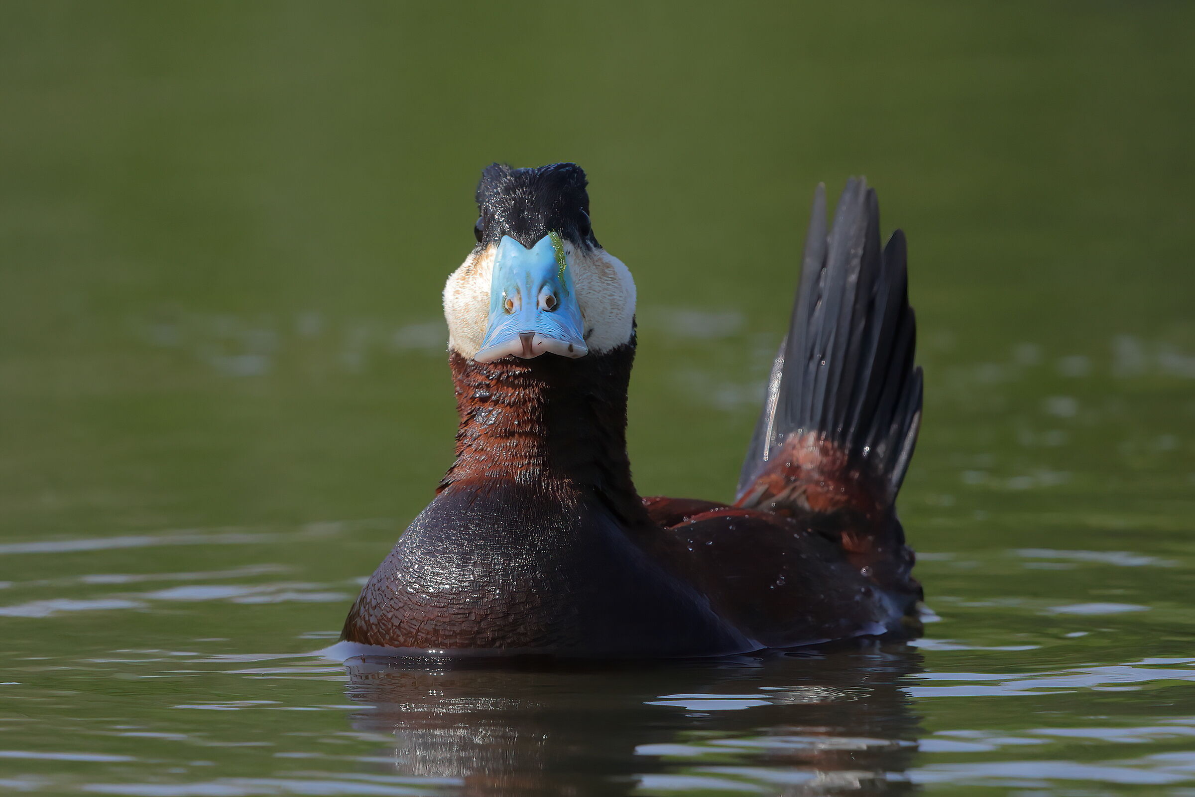Hunchback of Jamaica