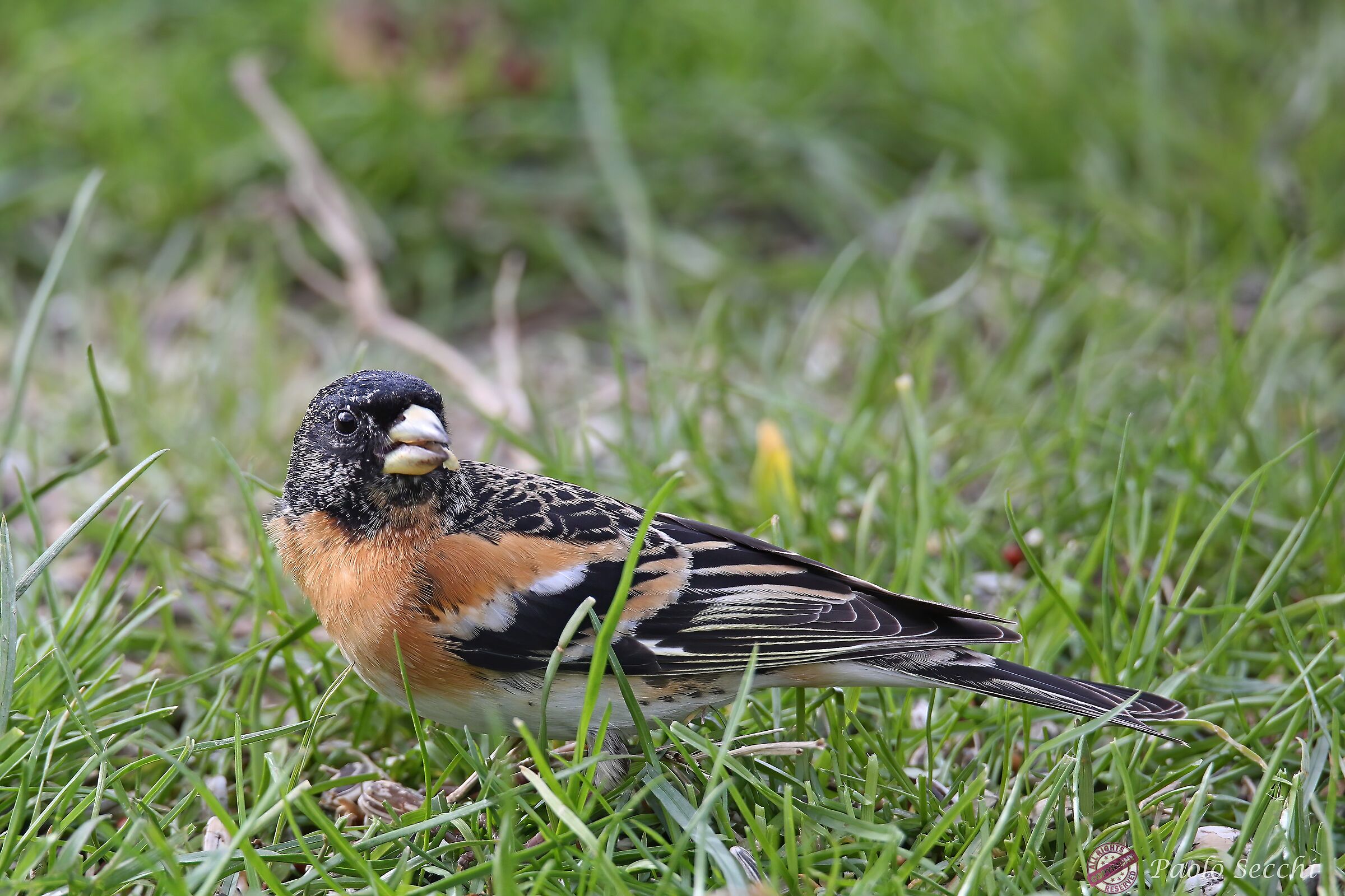 Brambling on the ground