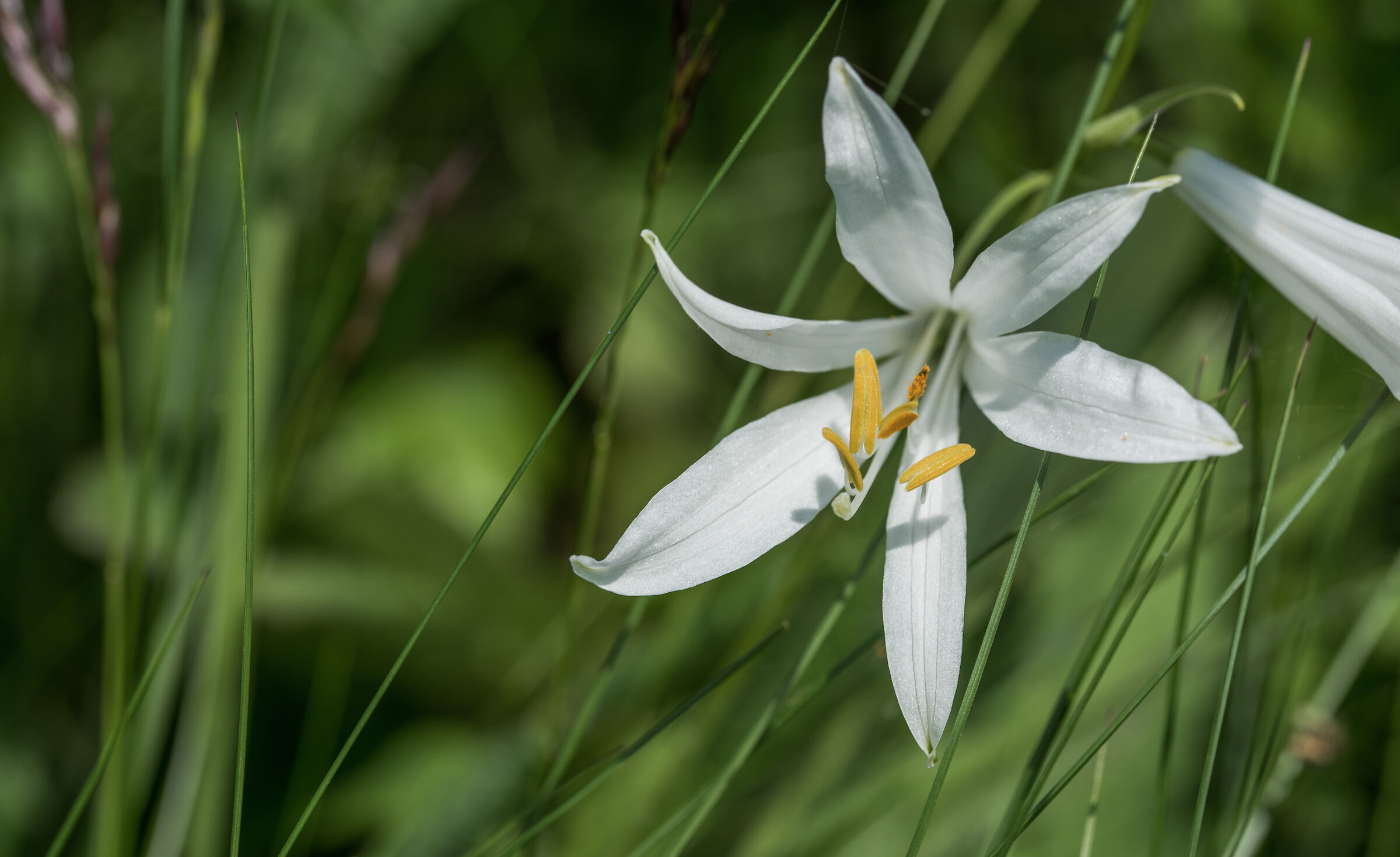 Mountain lily - Paradisea liliastrum