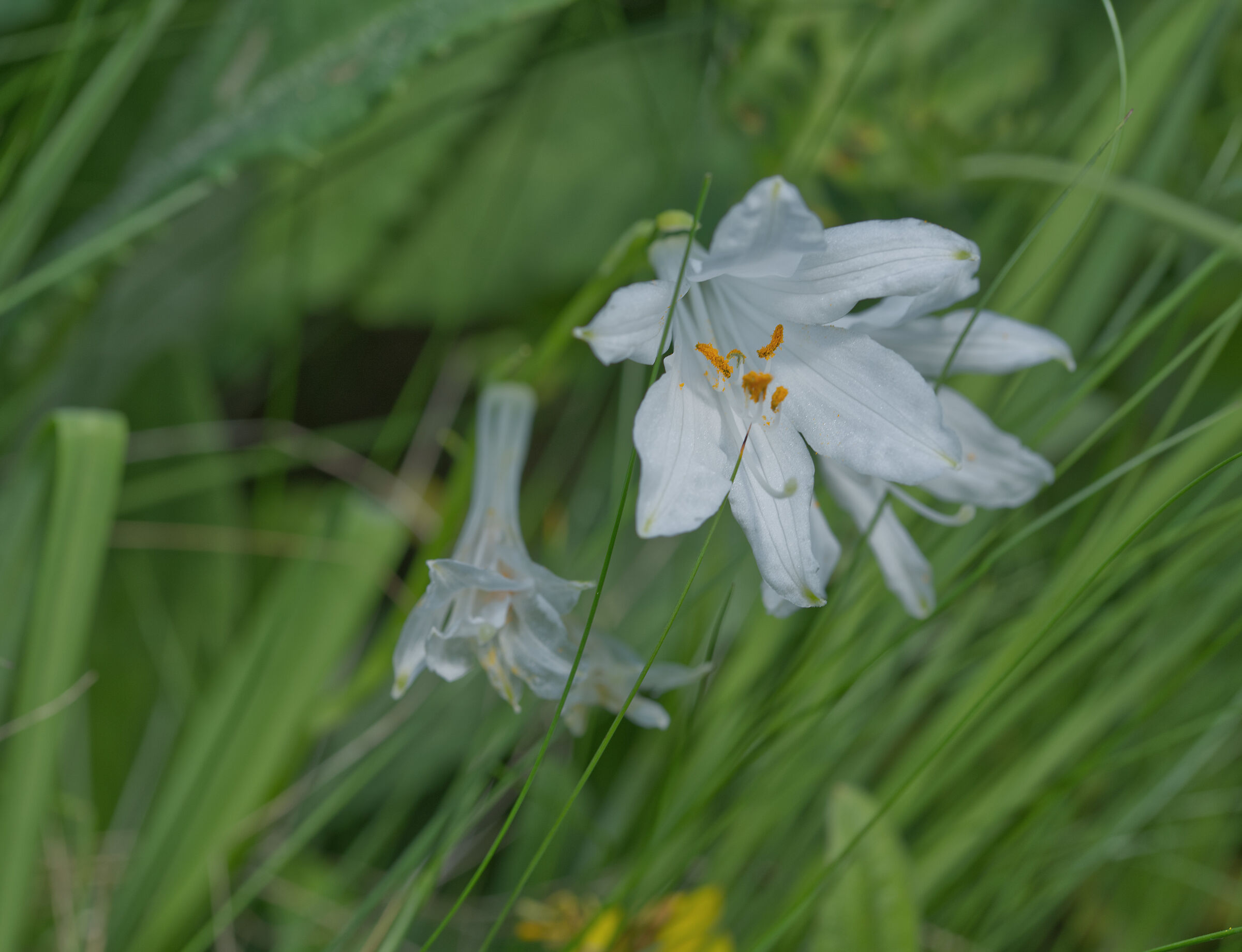 Mountain lily - Paradisea liliastrum