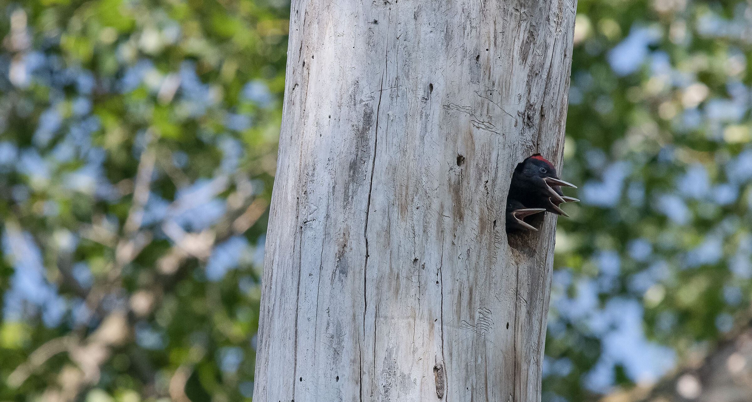 black woodpecker pullets food claimants