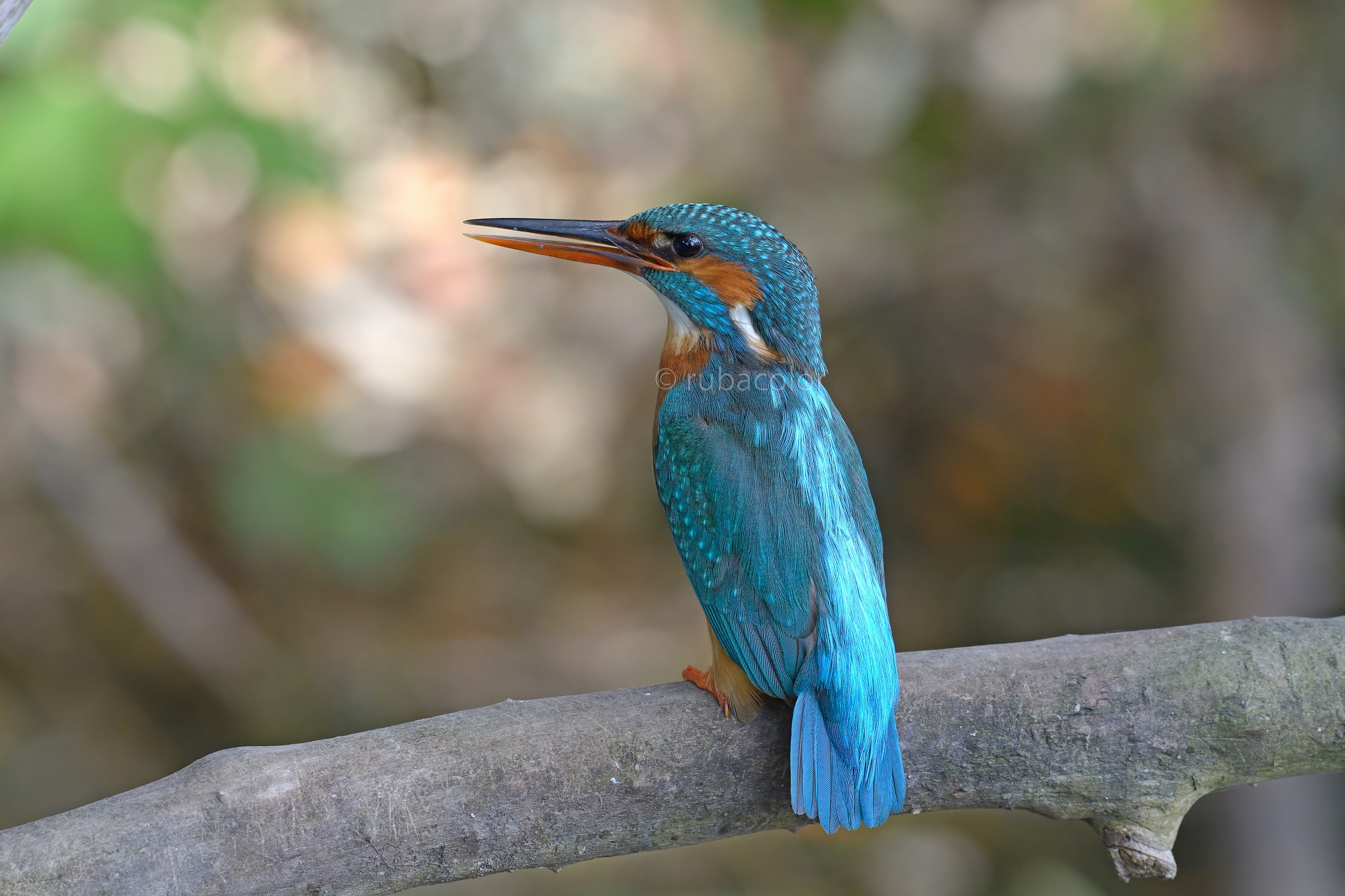 Il primo martino con la 7100