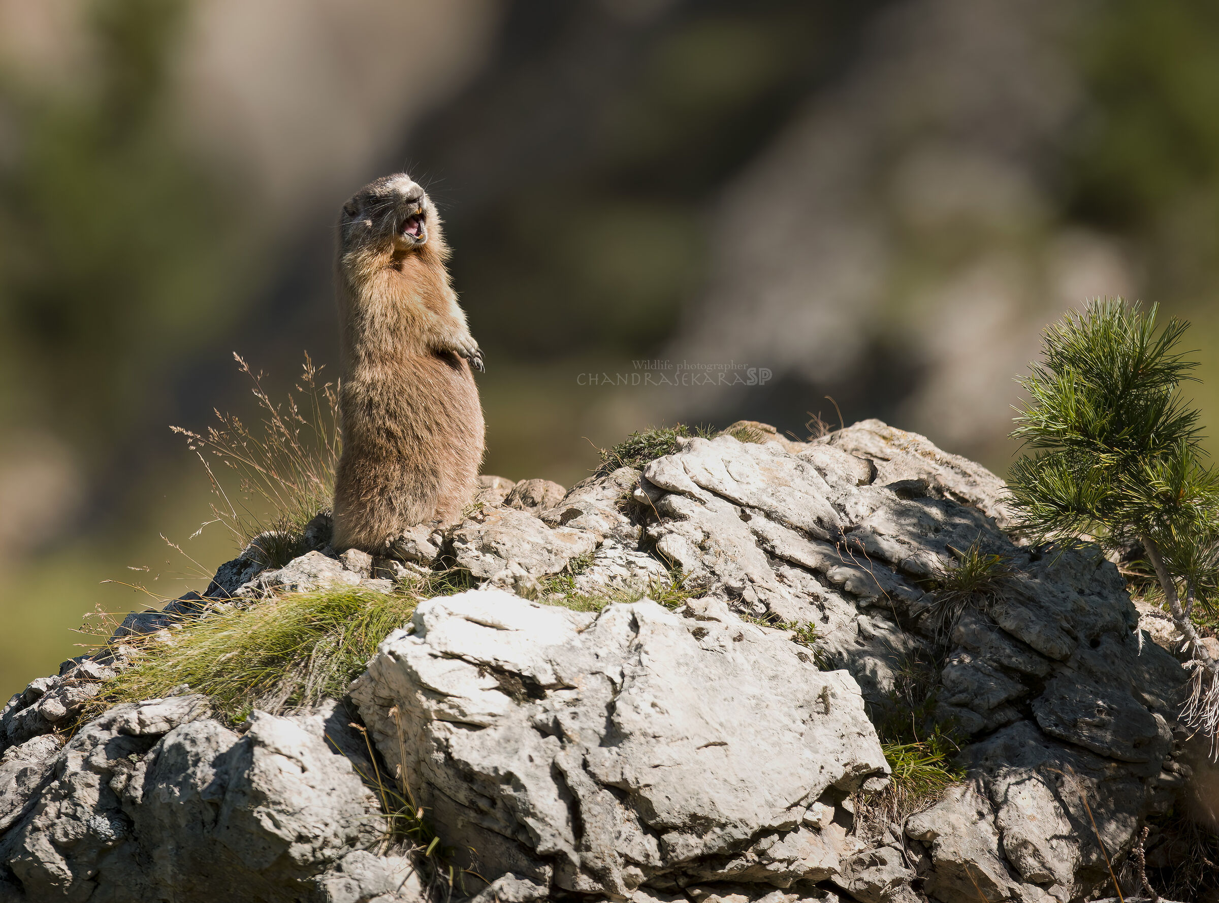 marmot