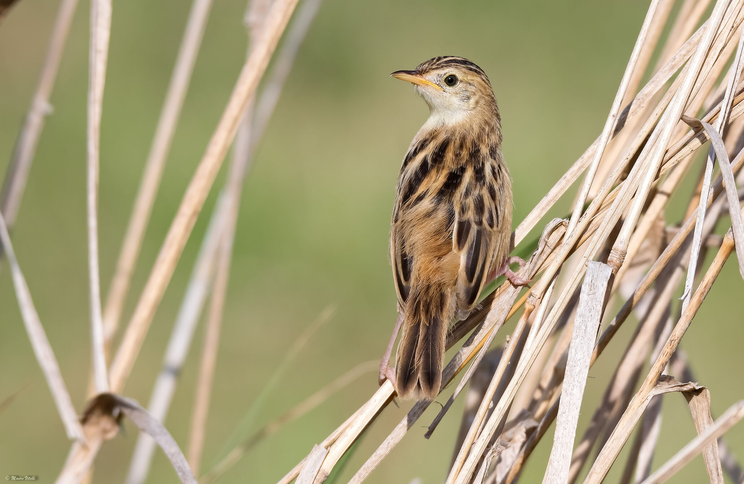 Snipe (Cisticola juncidis)