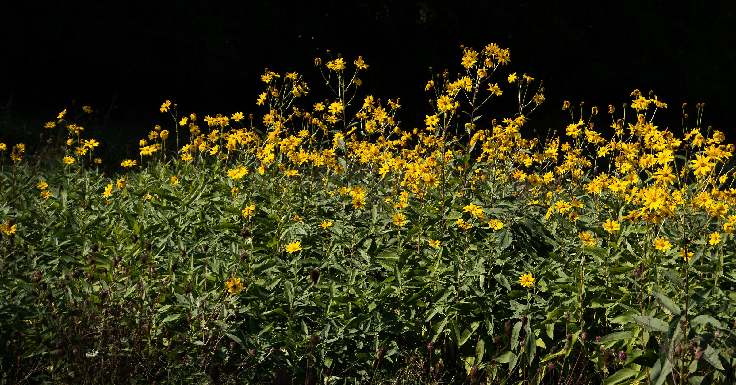 Topinanbur, detto anche Carciofo di Gerusalemme
