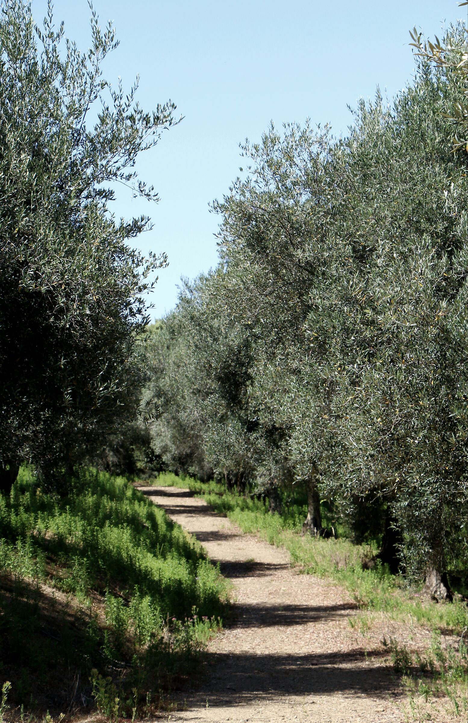 Tra gli ulivi