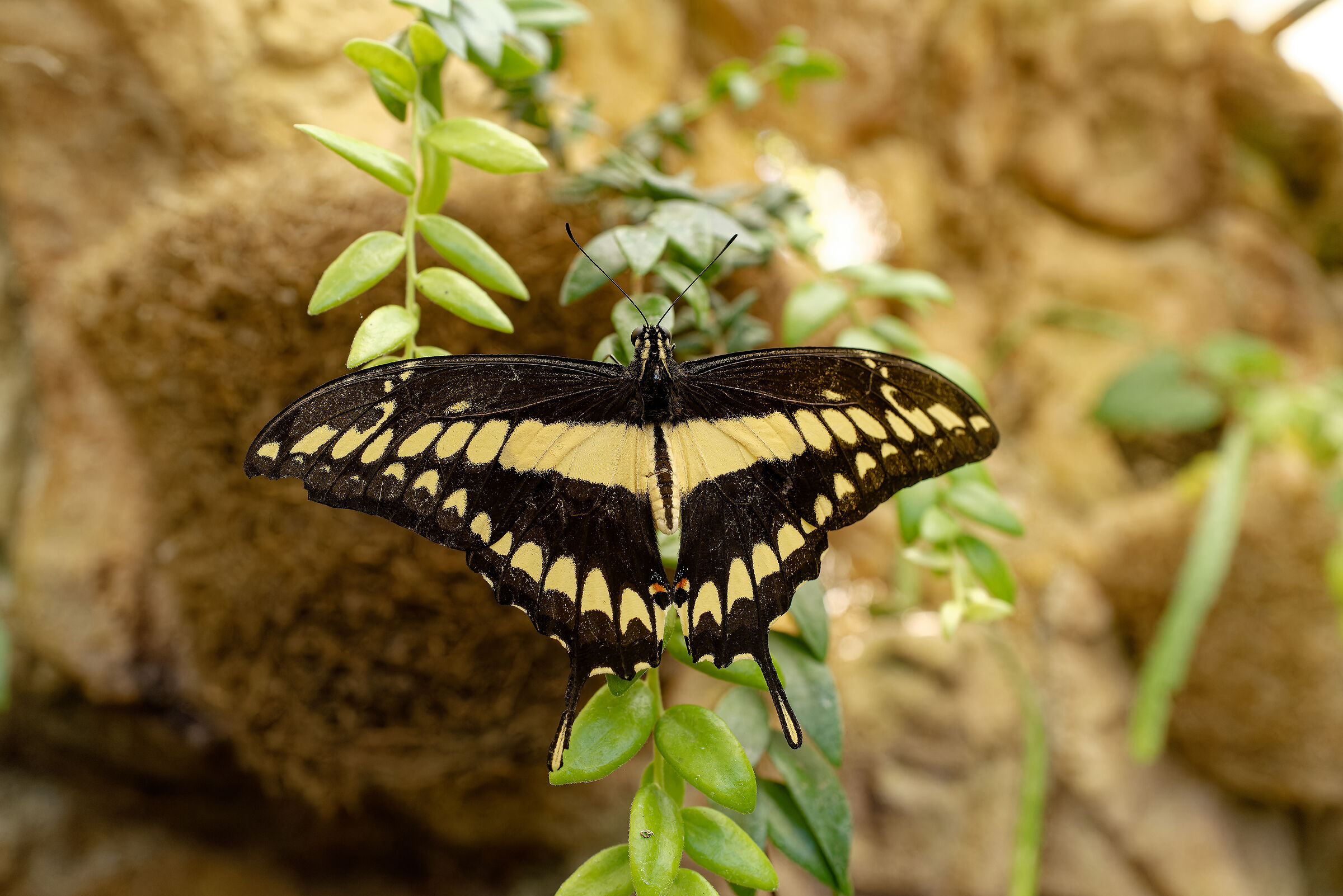 Papilio…